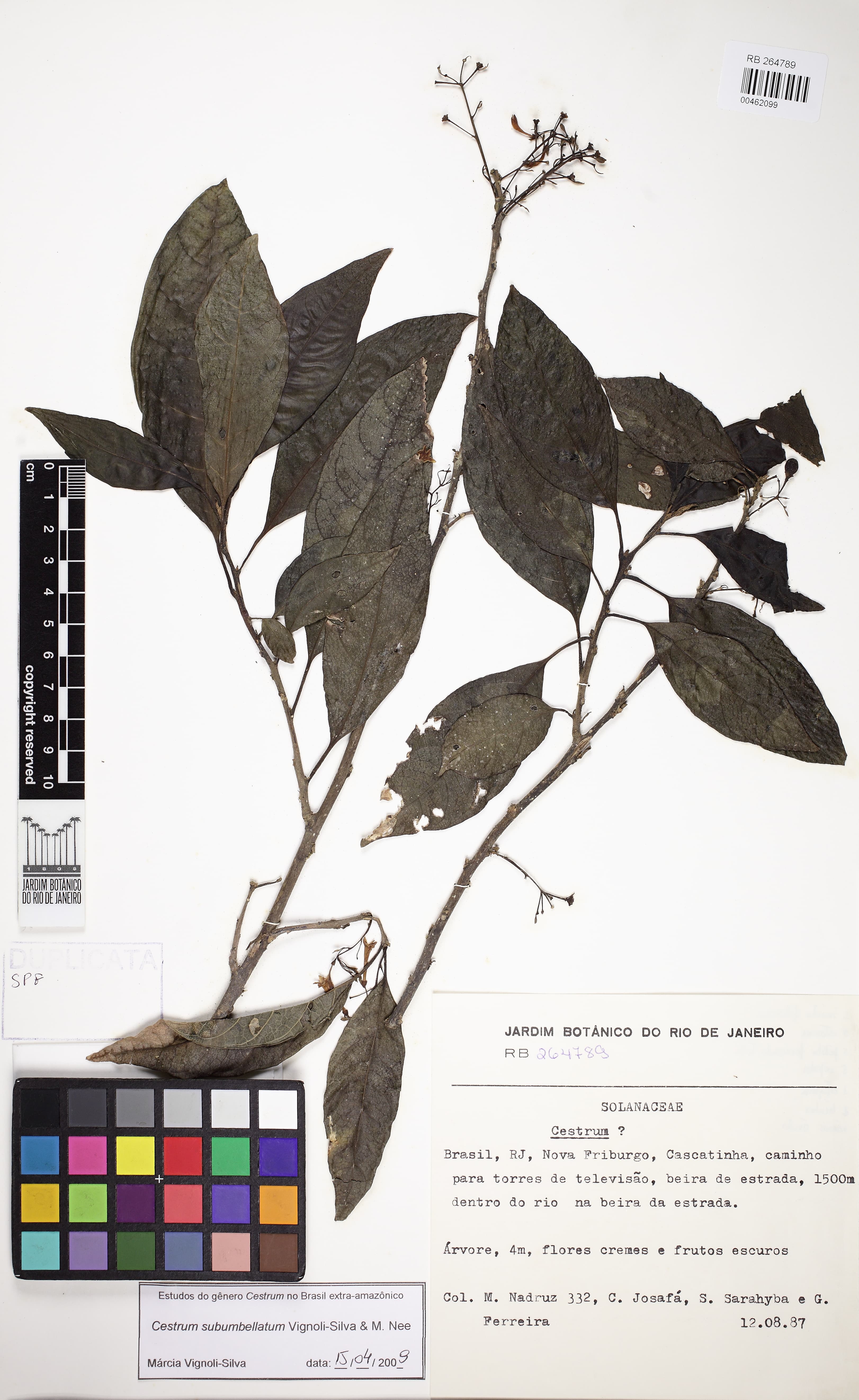 Cestrum subumbellatum