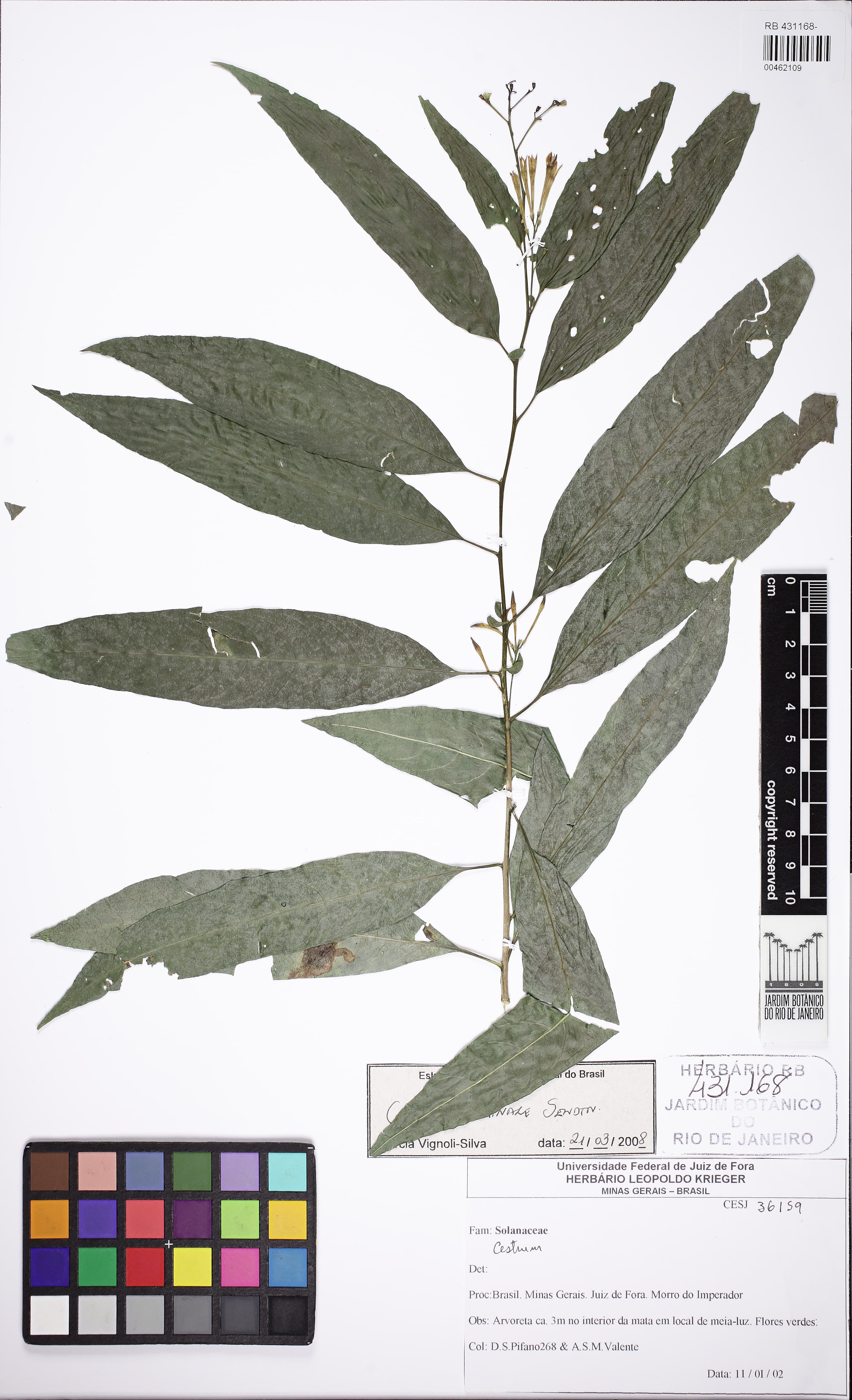 Cestrum viminale