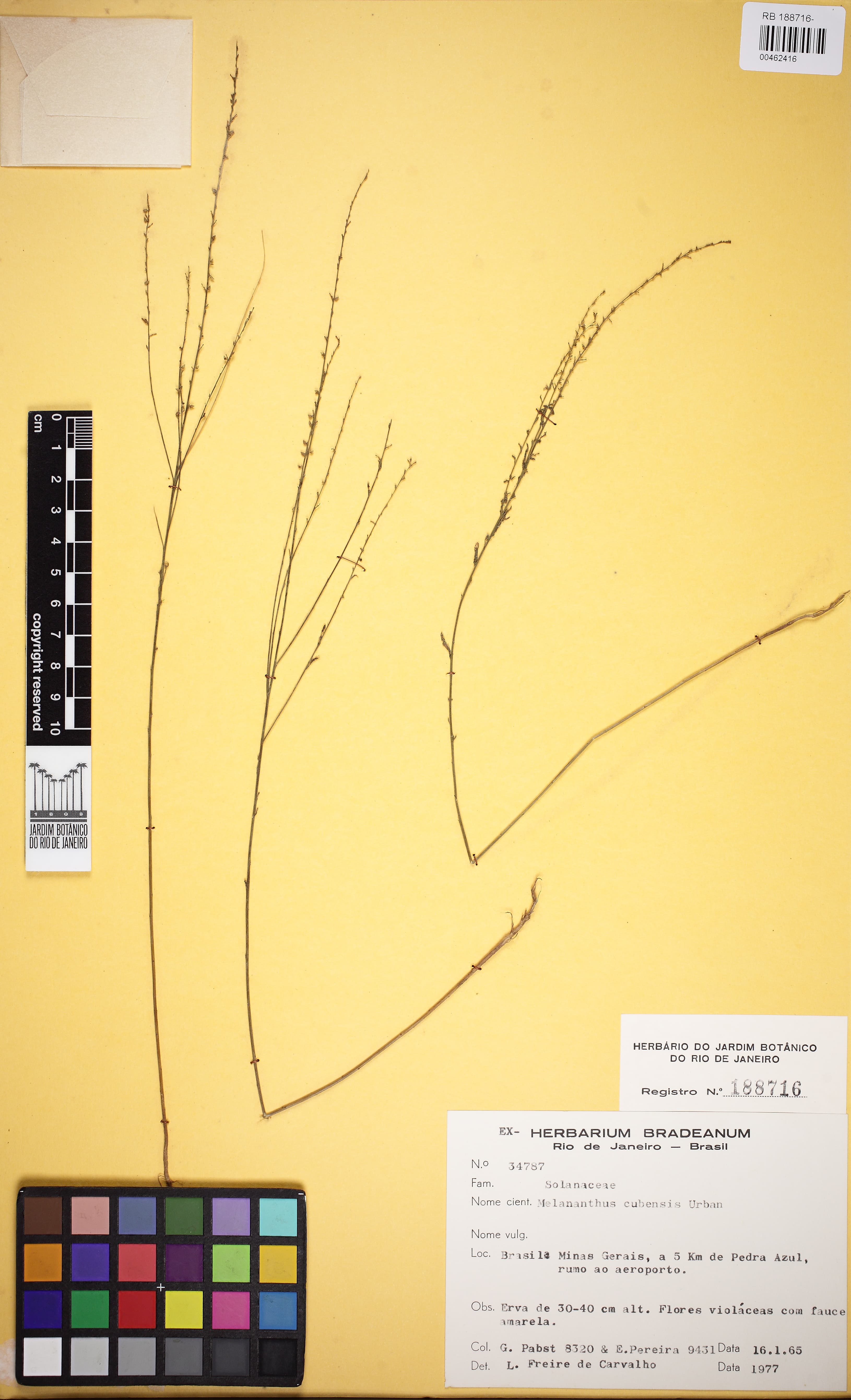 Melananthus cubensis