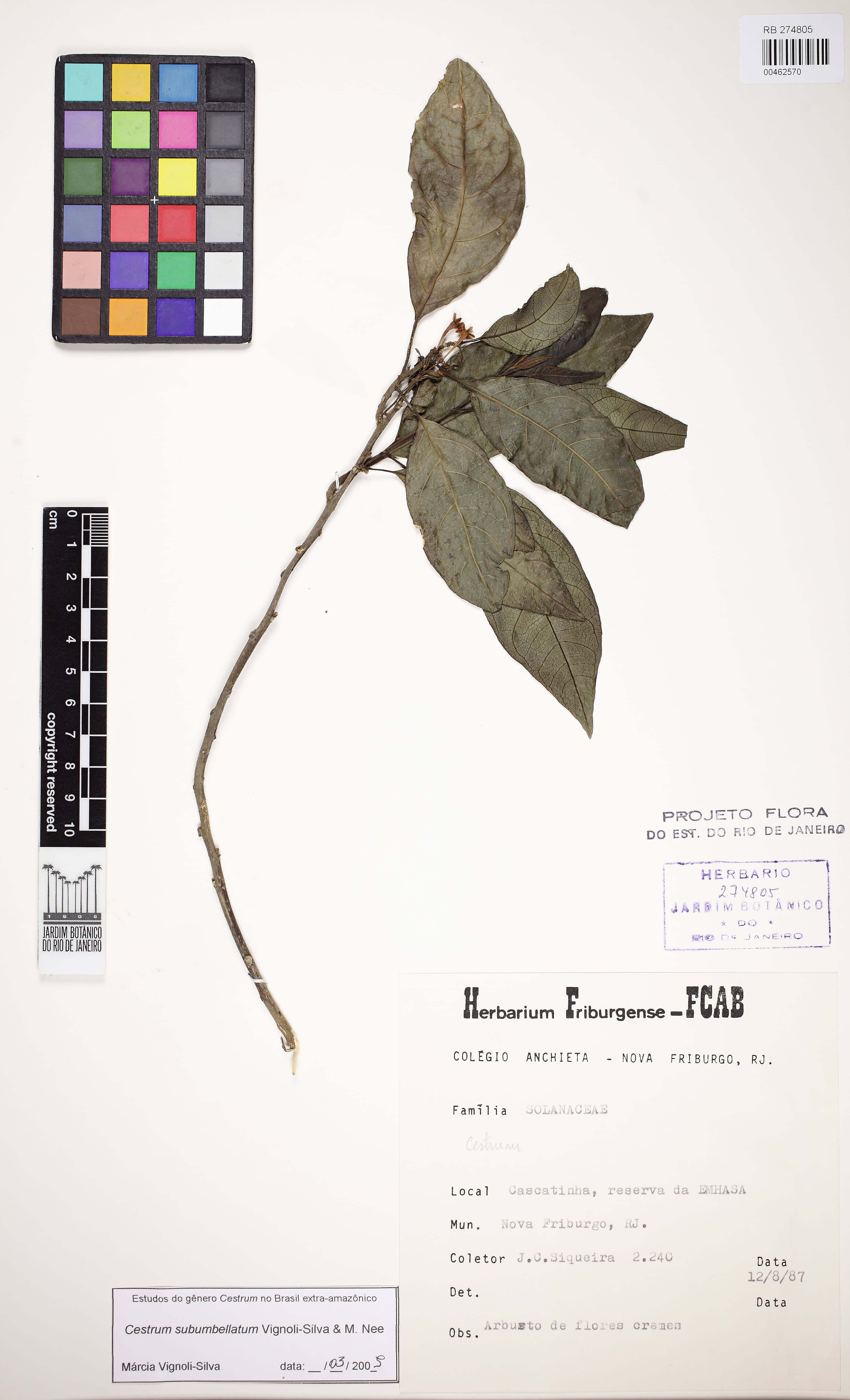 Cestrum subumbellatum