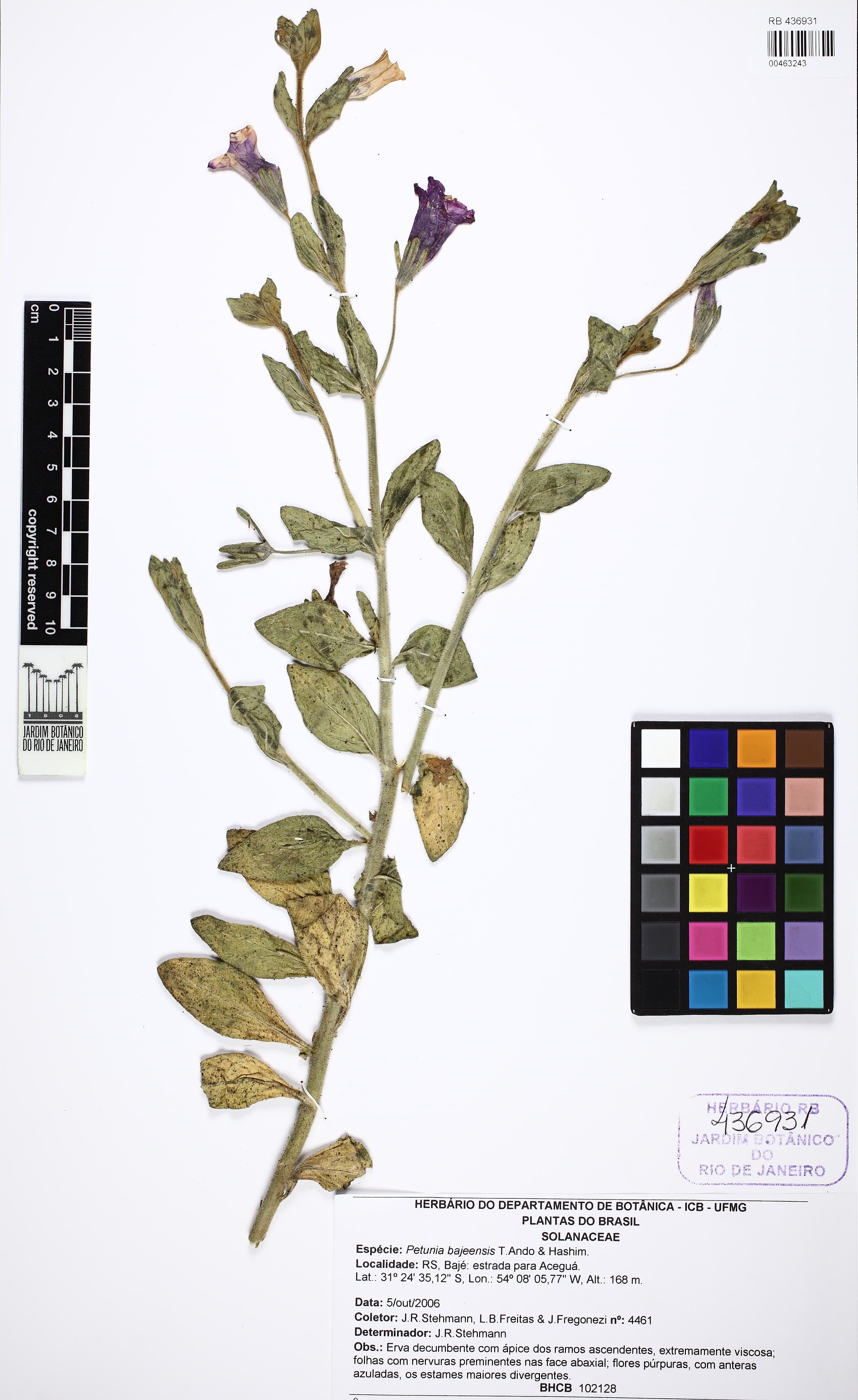 Petunia bajeensis