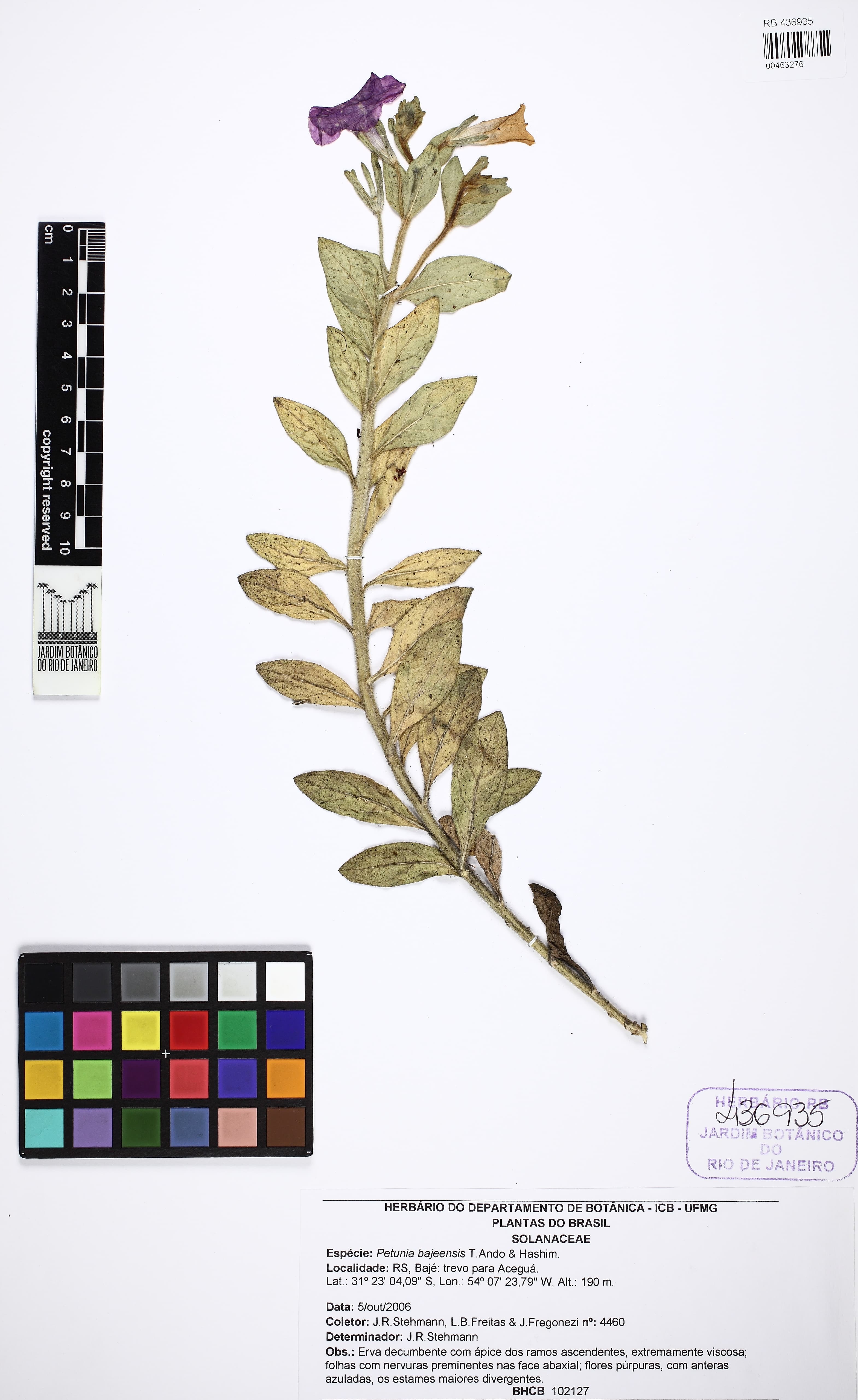 Petunia bajeensis