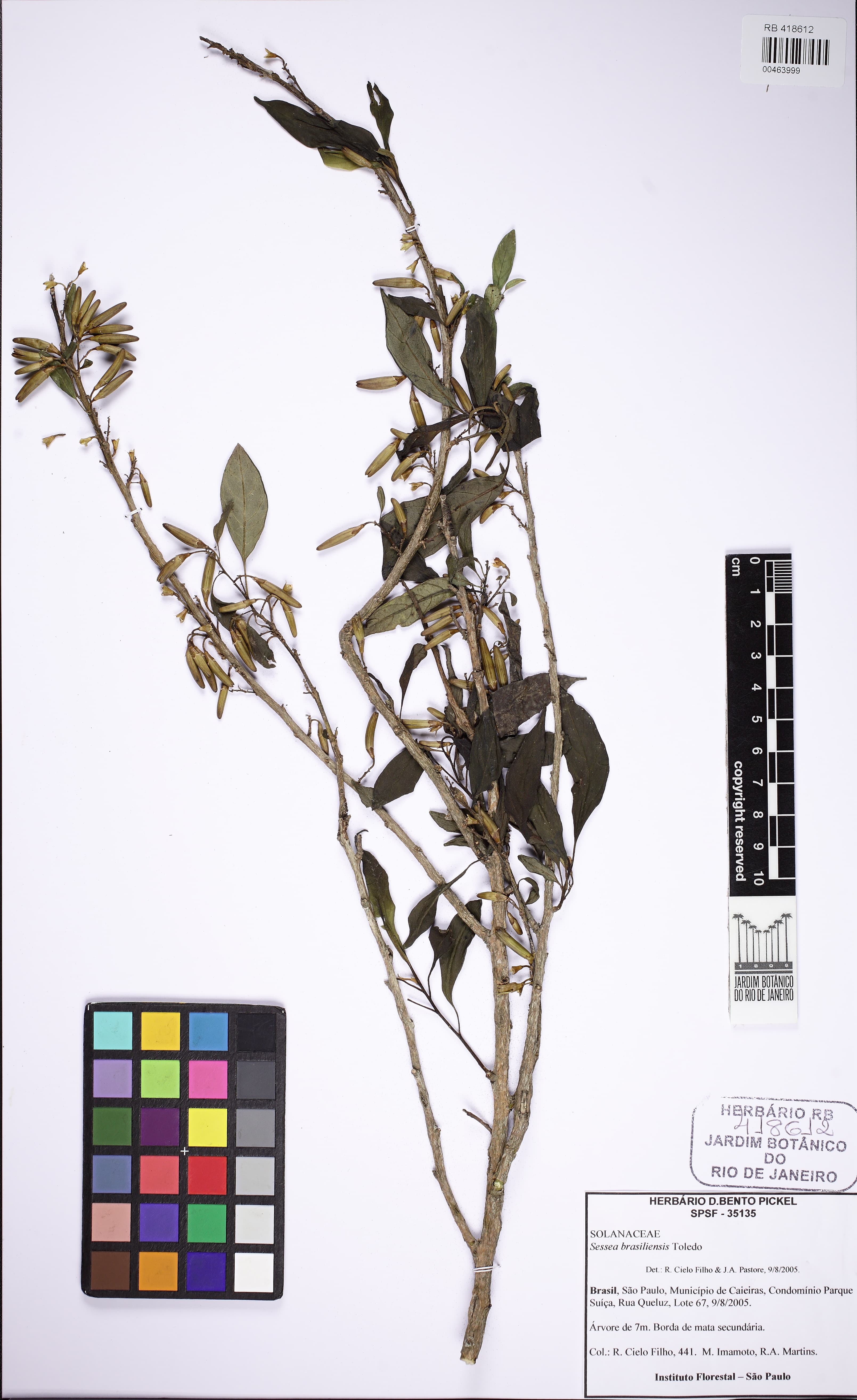 Cestrum