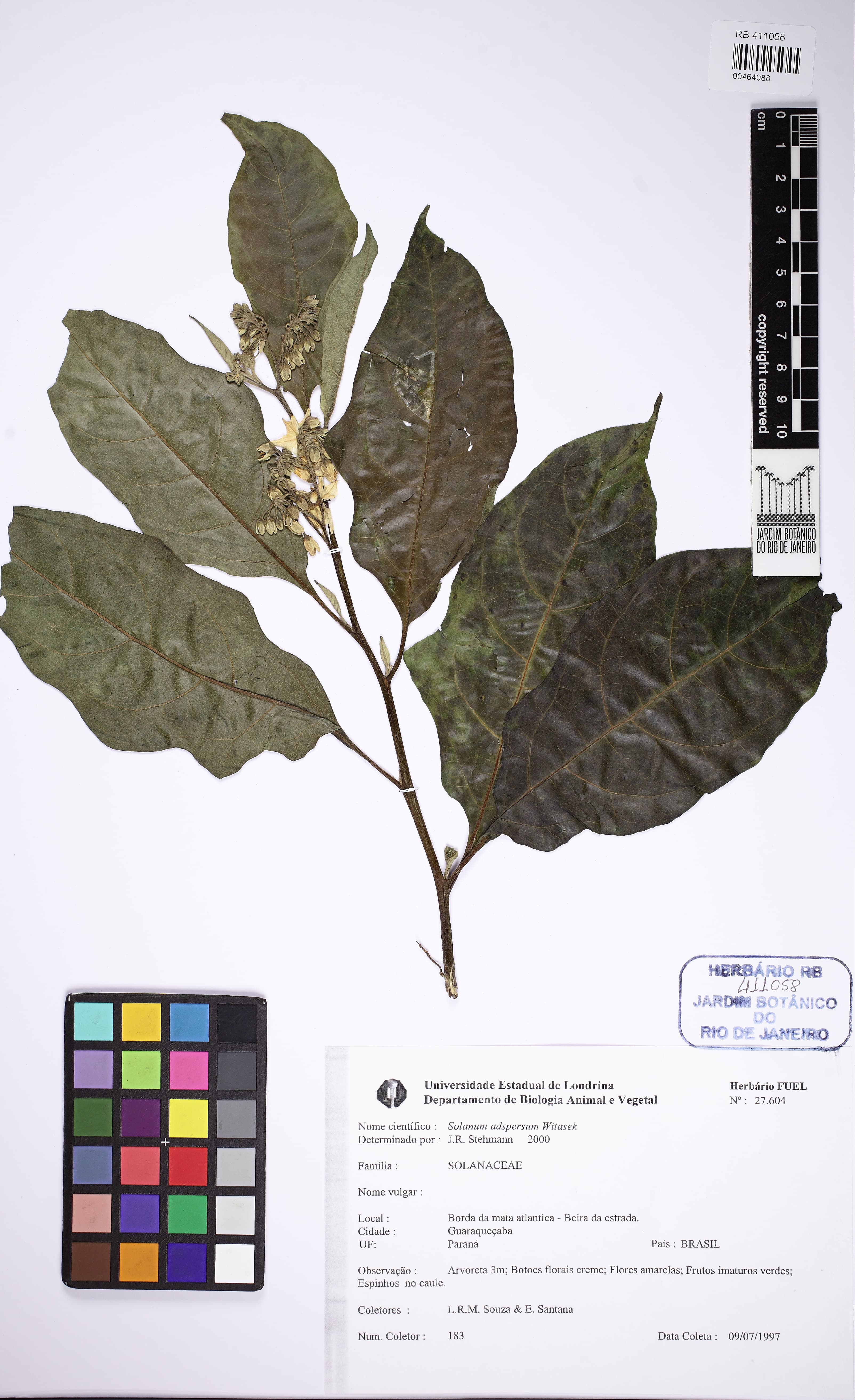 Solanum adspersum