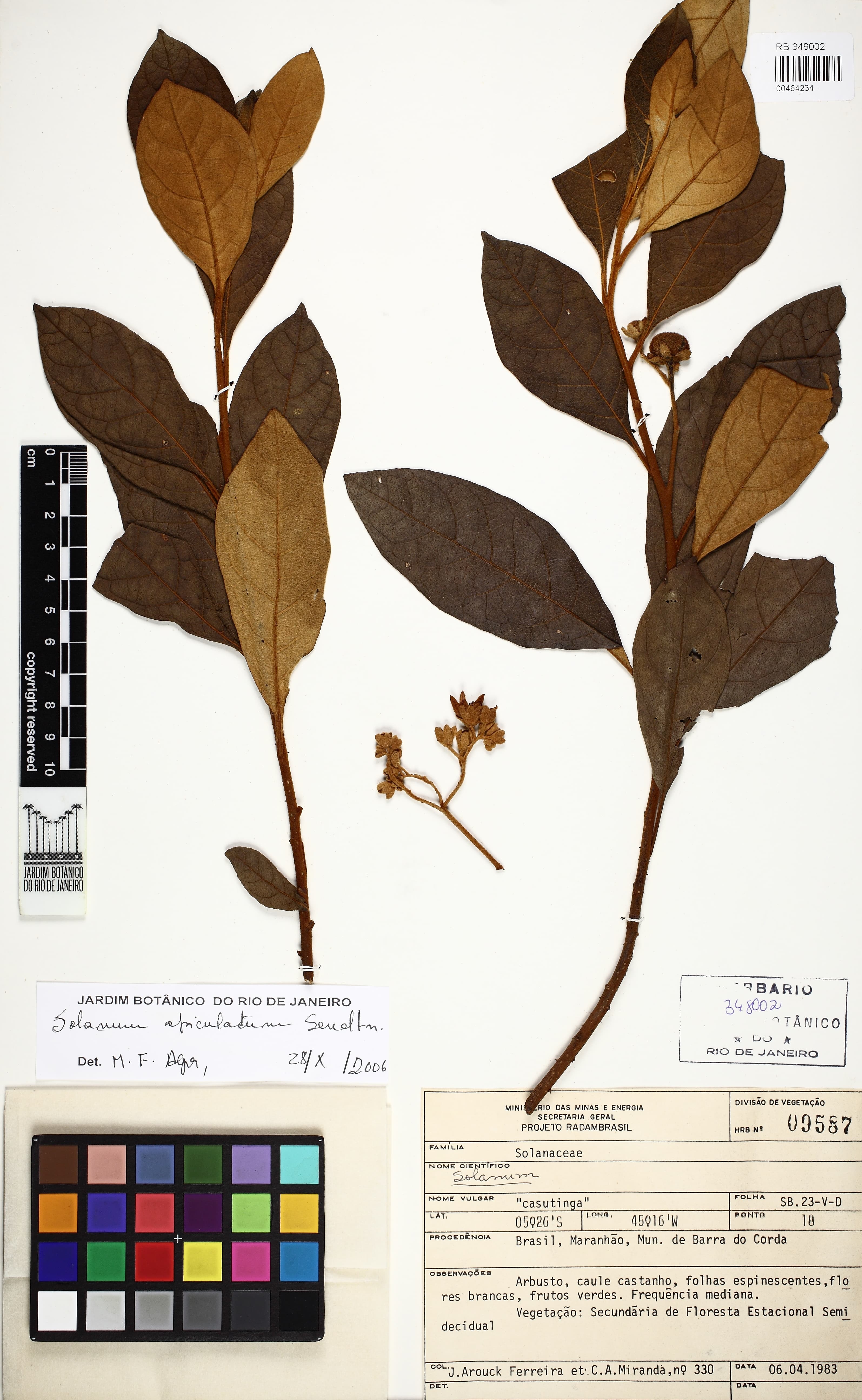 Solanum apiculatum