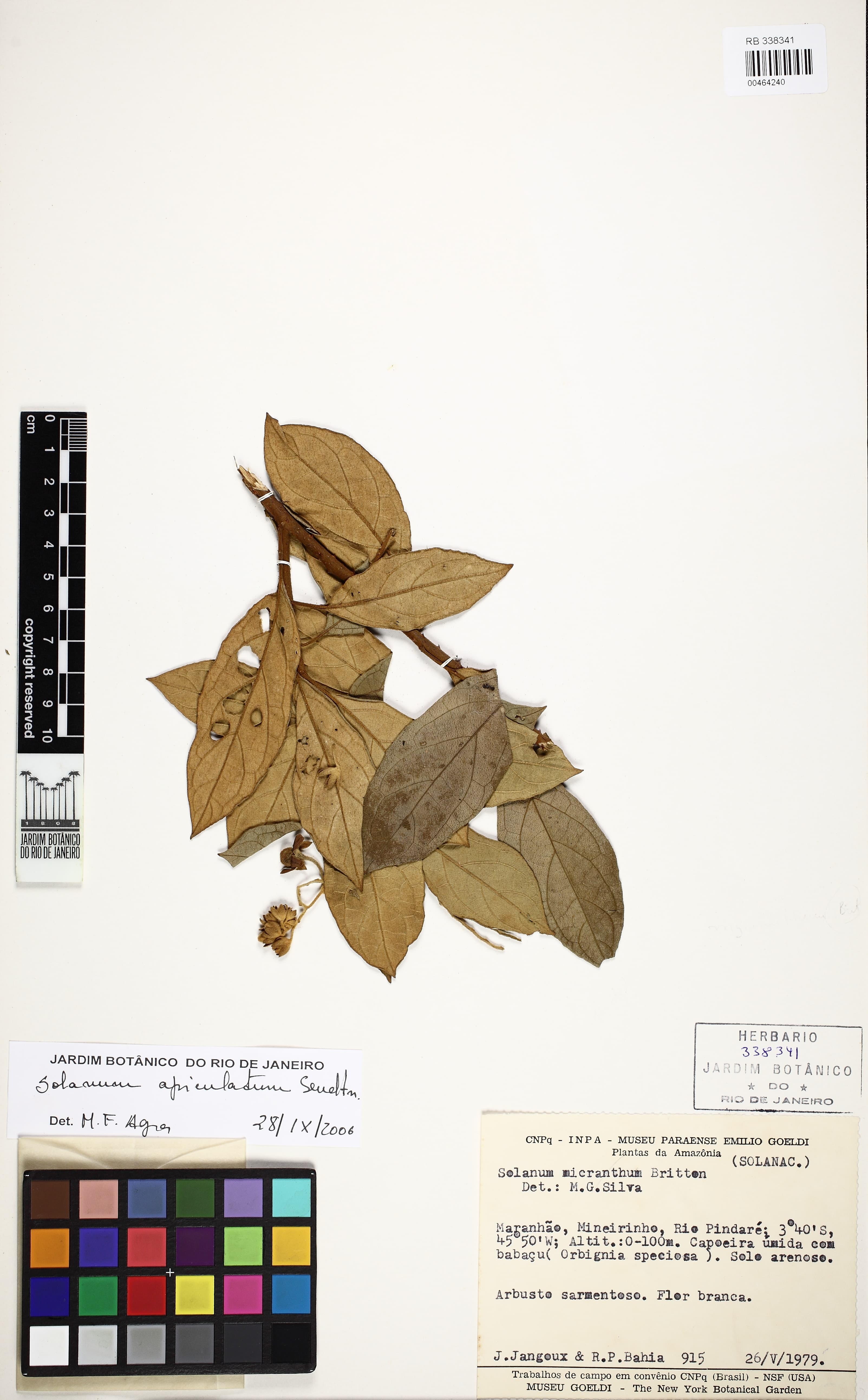 Solanum apiculatum