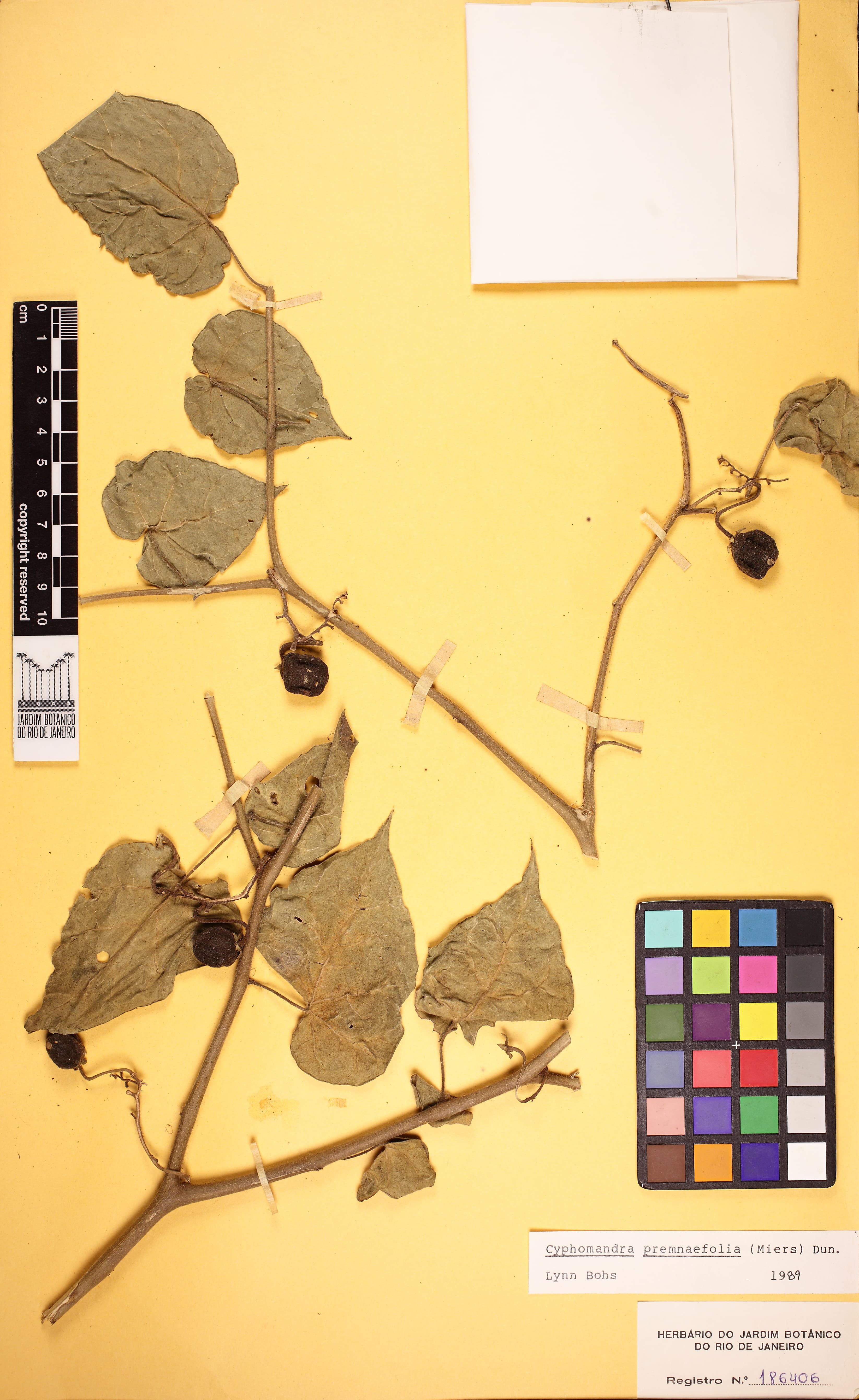 Solanum premnifolium