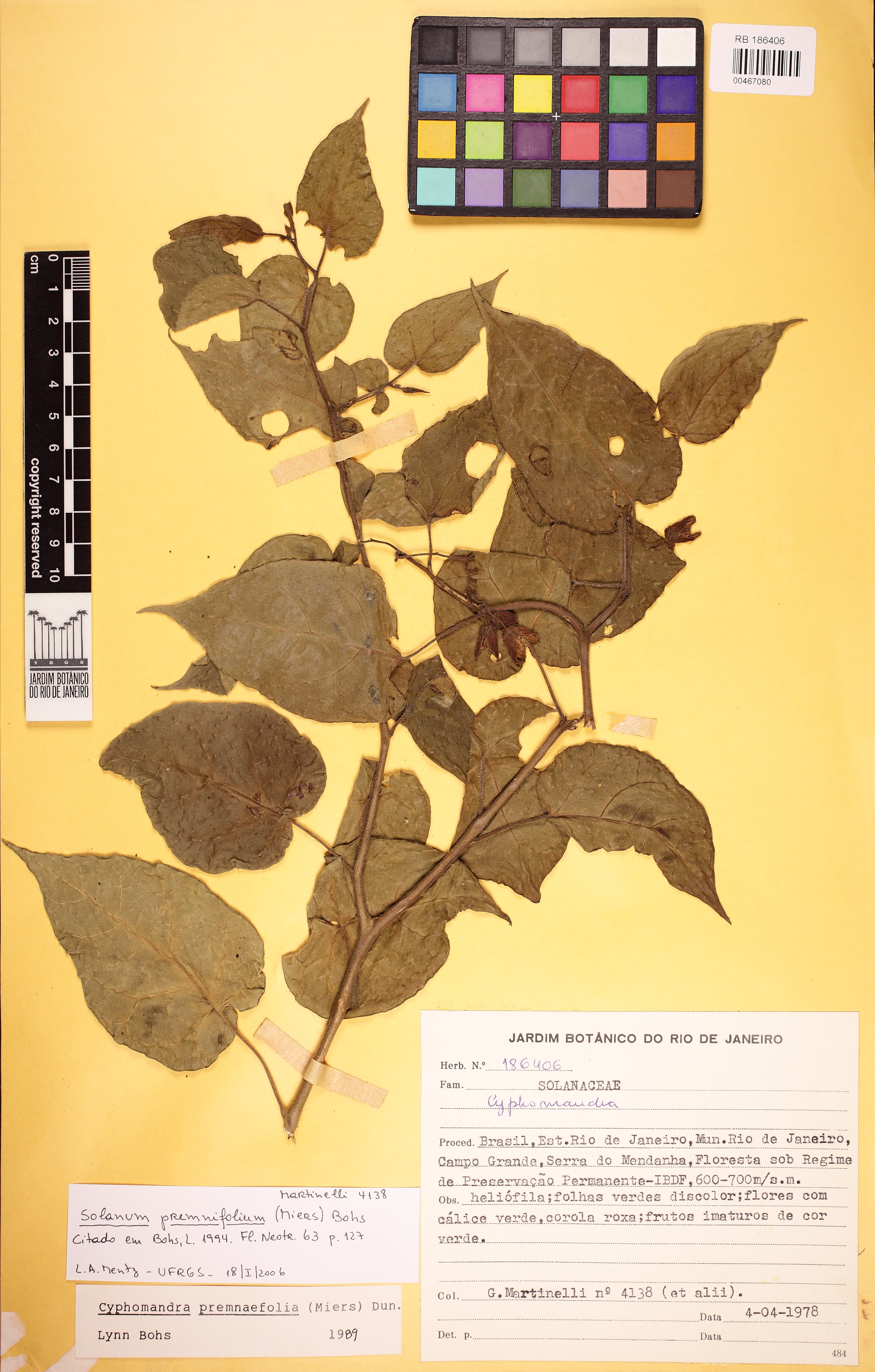 Solanum premnifolium