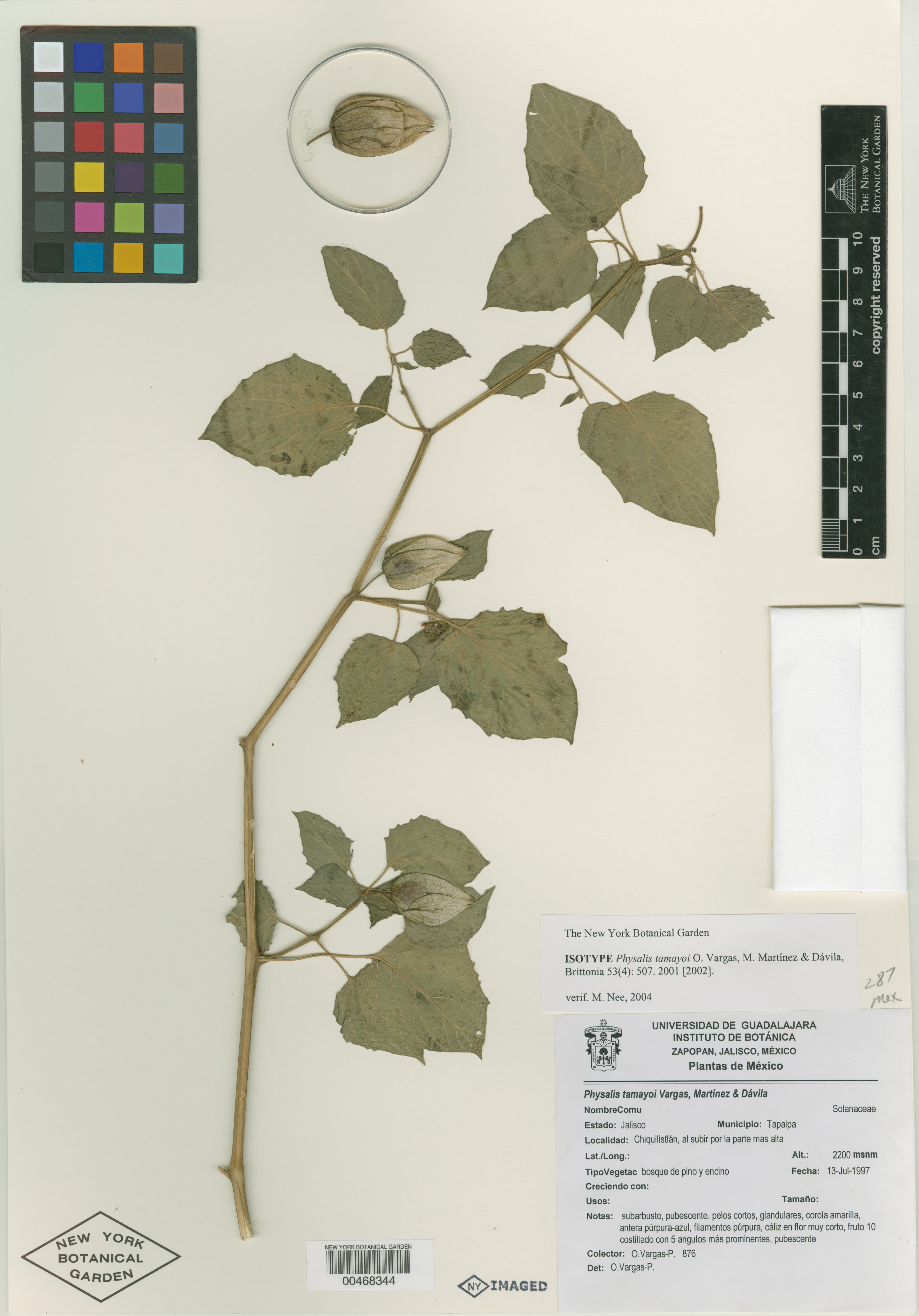 Physalis tamayoi