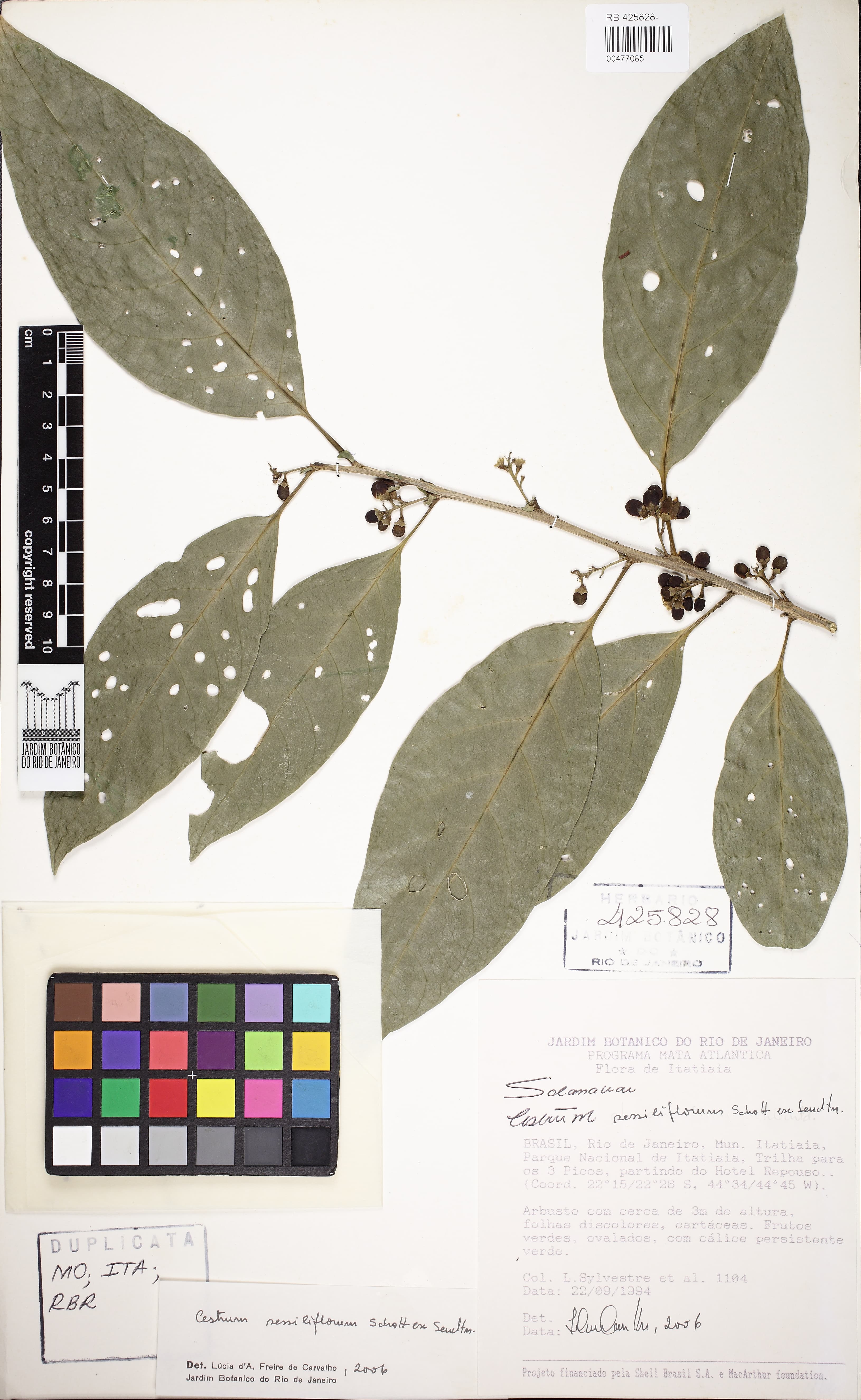 Cestrum sessiliflorum