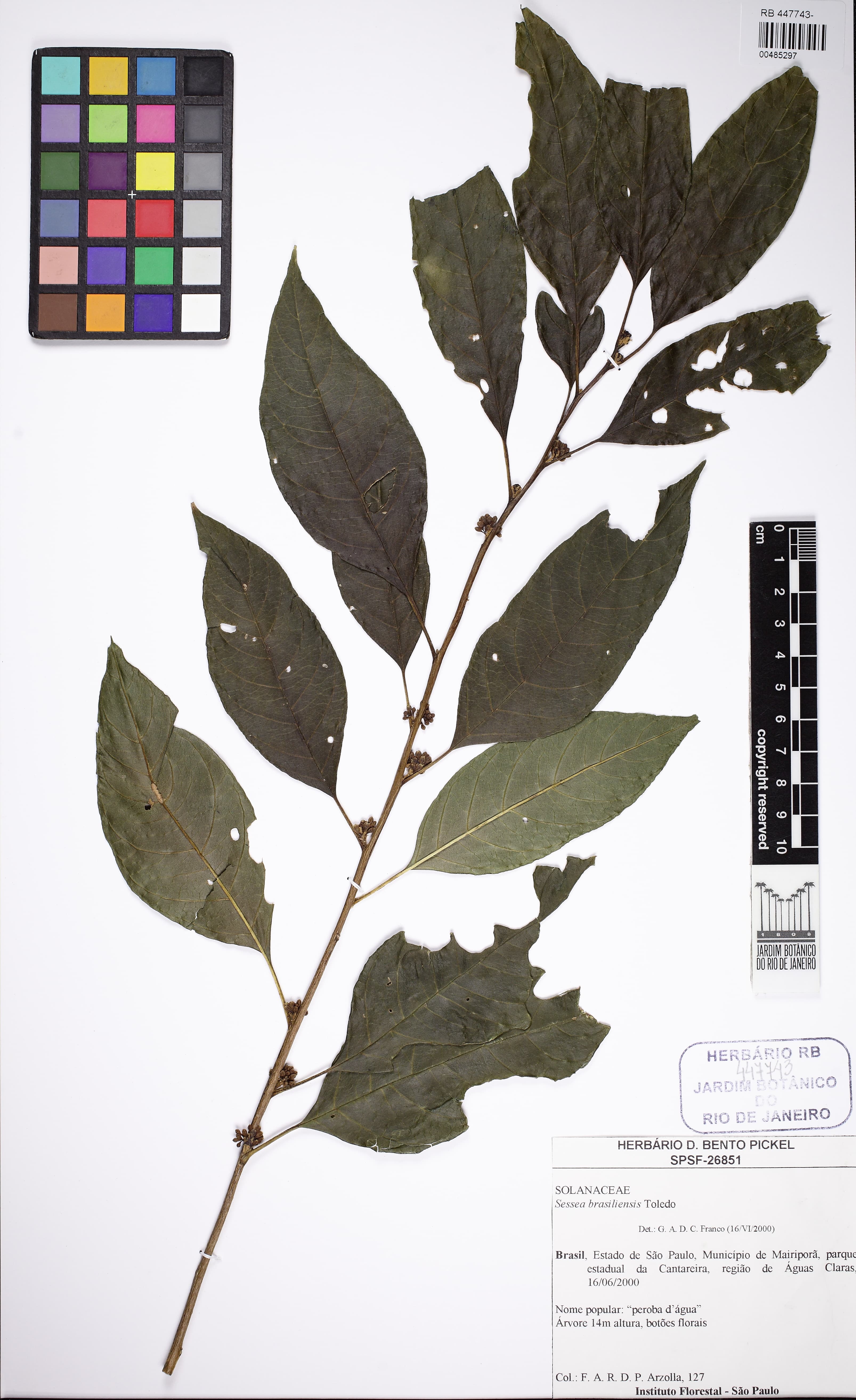 Cestrum toledii