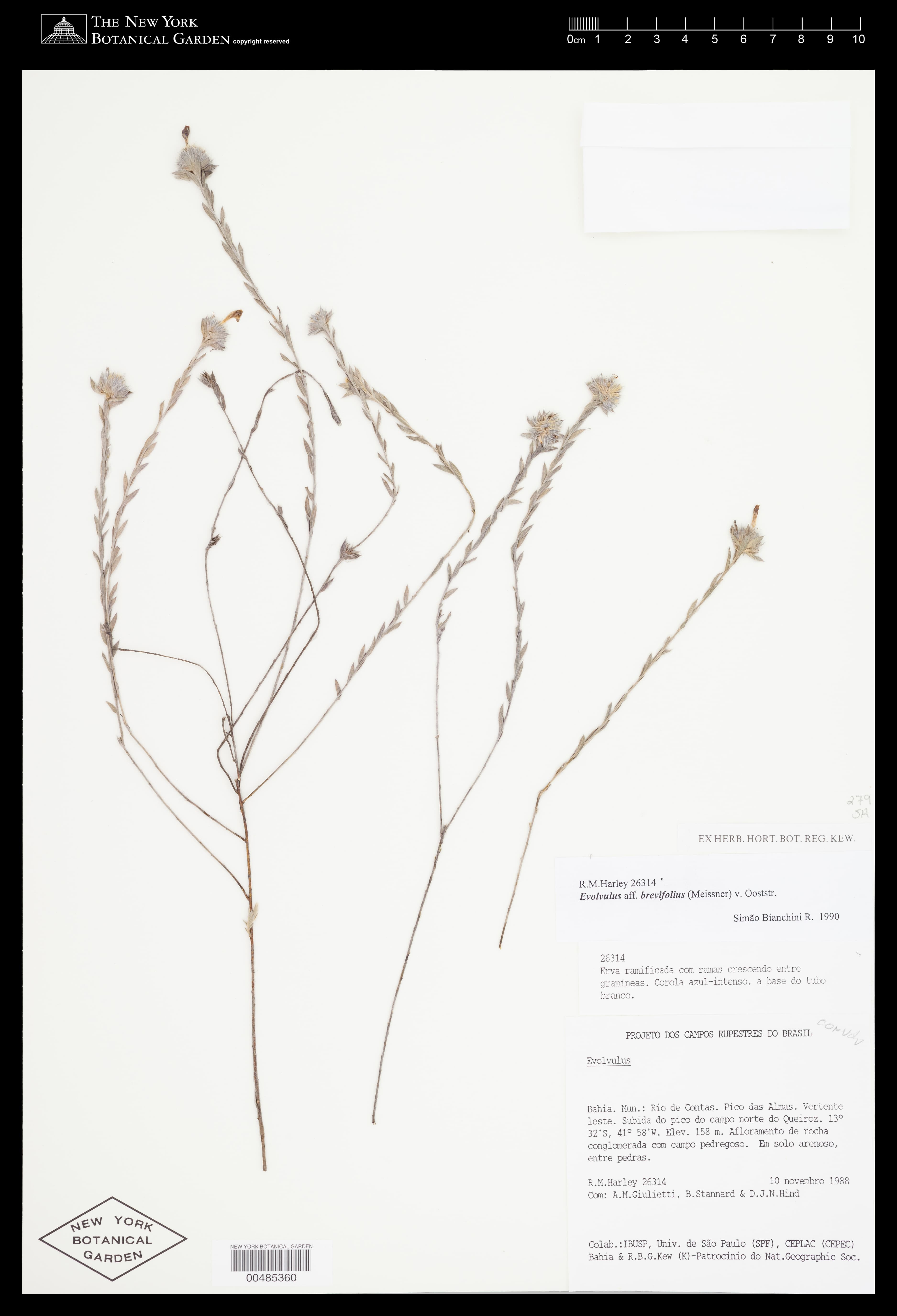 Evolvulus brevifolius
