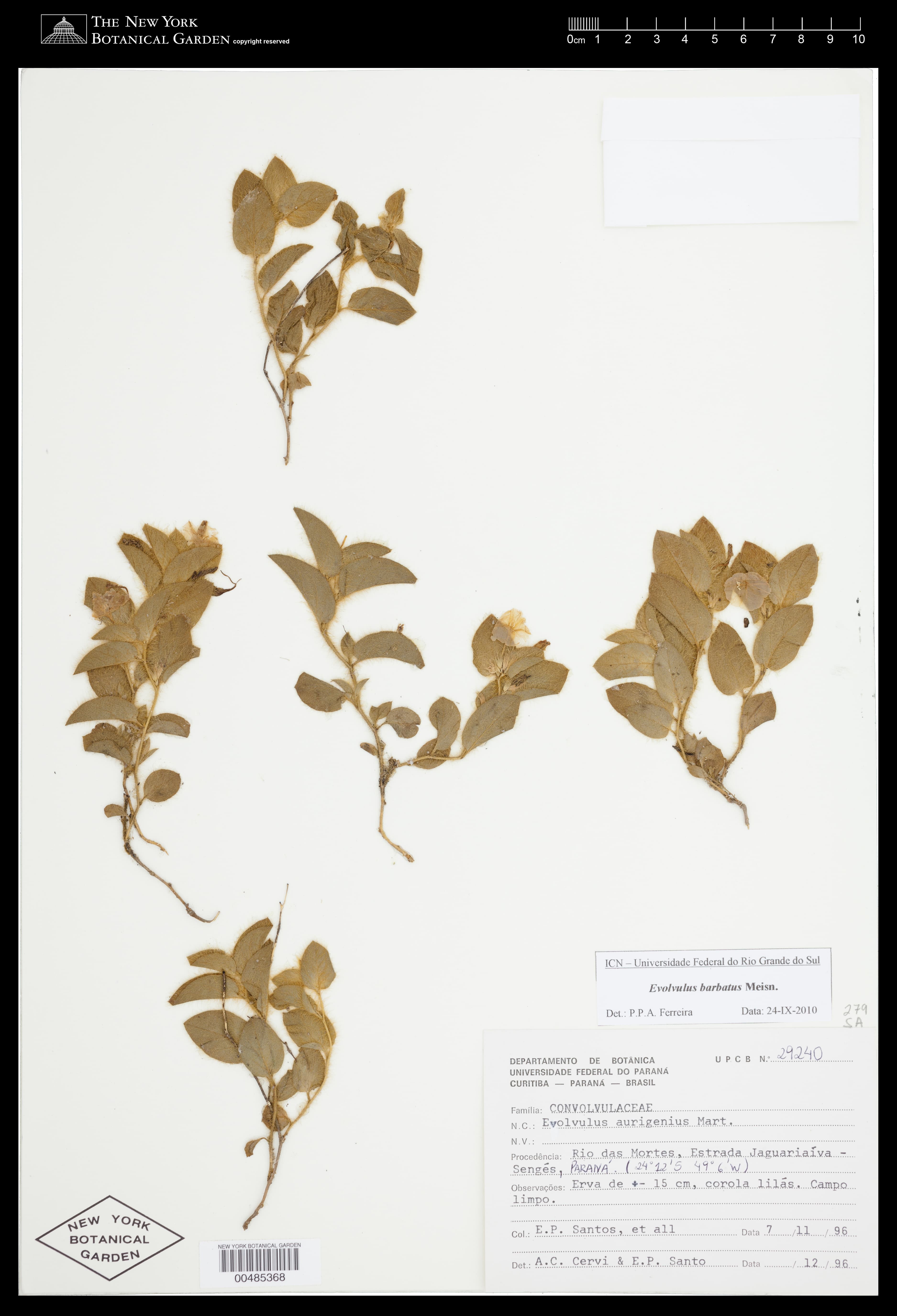 Evolvulus barbatus