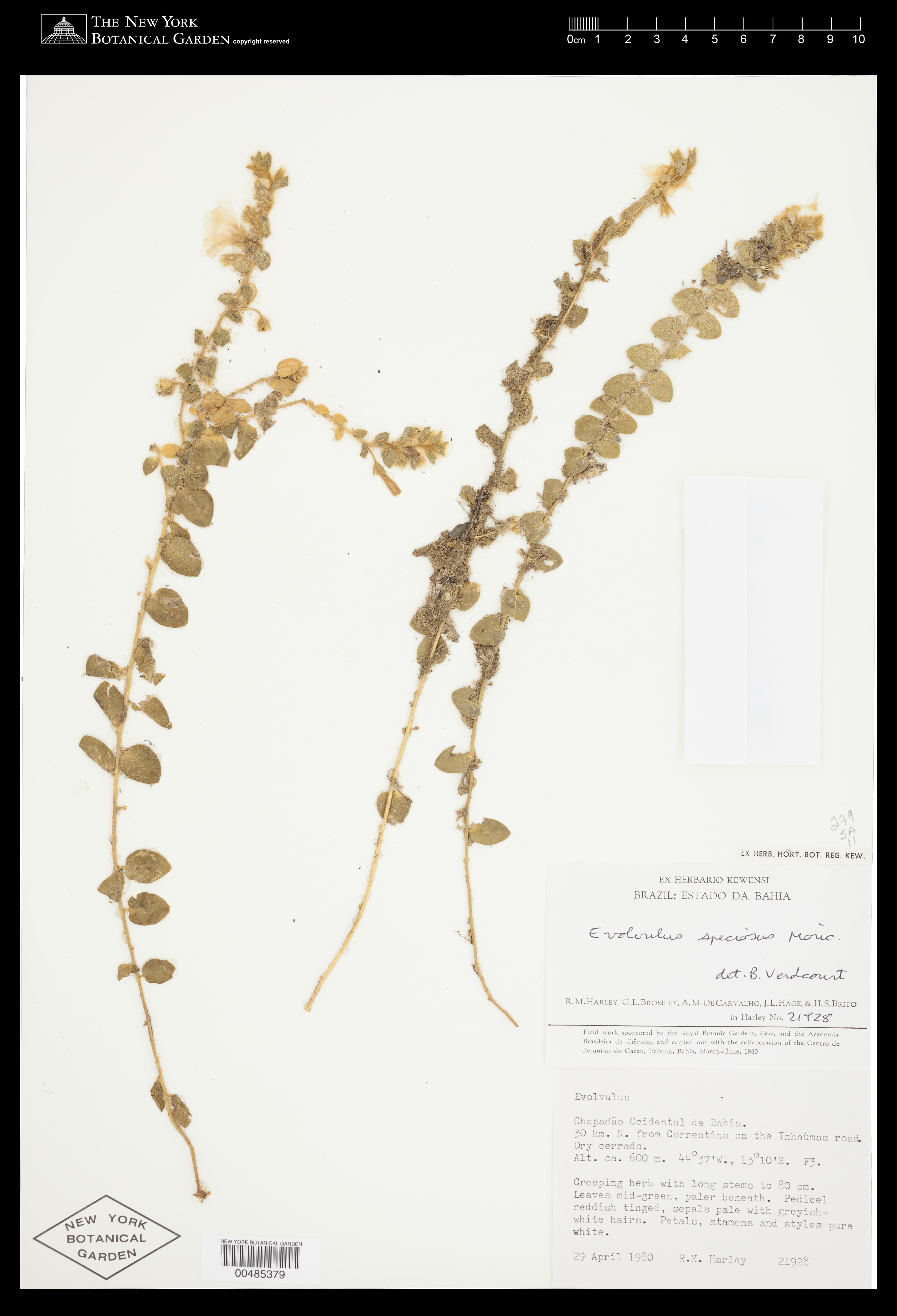 Evolvulus speciosus