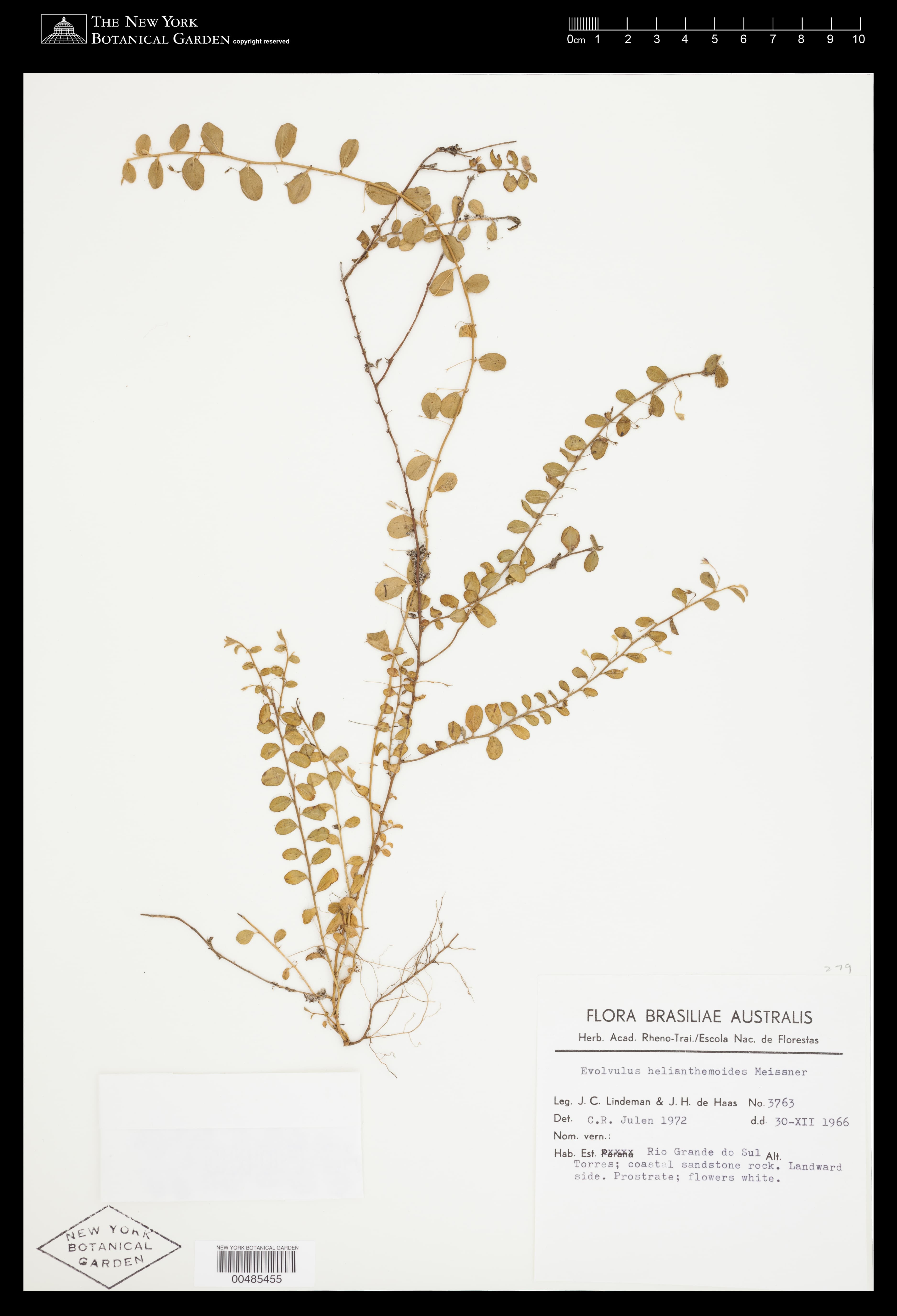 Evolvulus helianthemoides