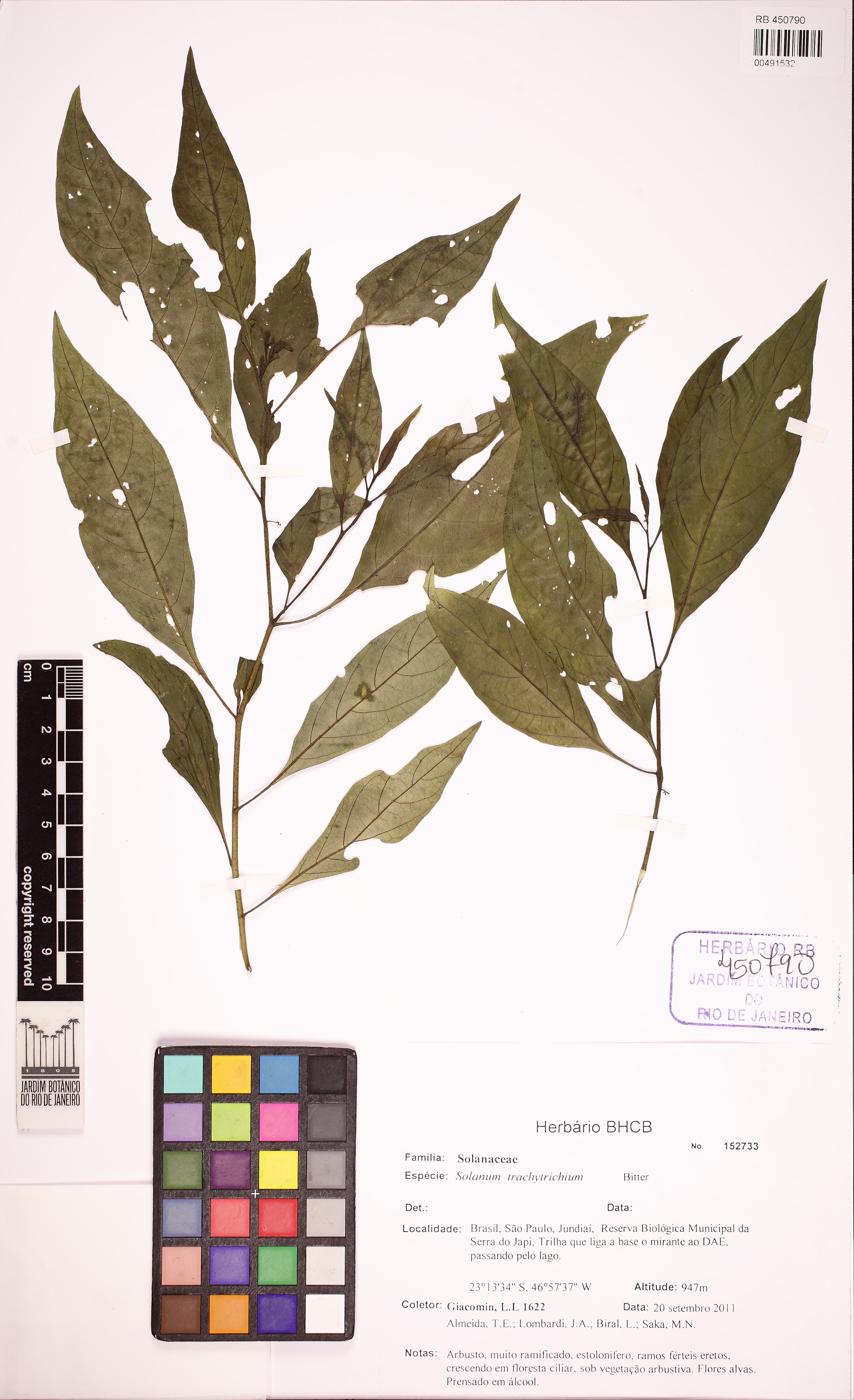 Solanum trachytrichium