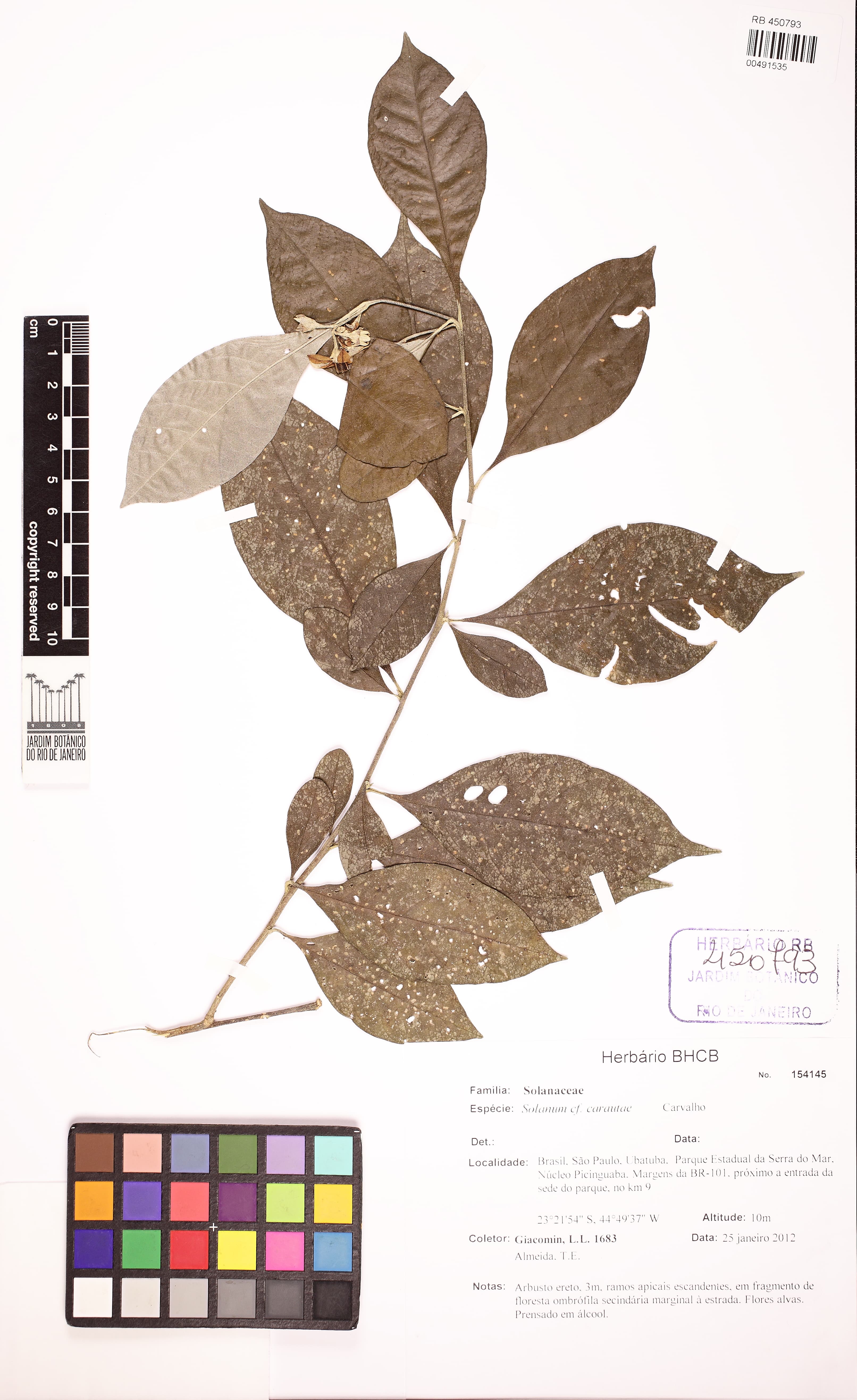 Solanum carautae