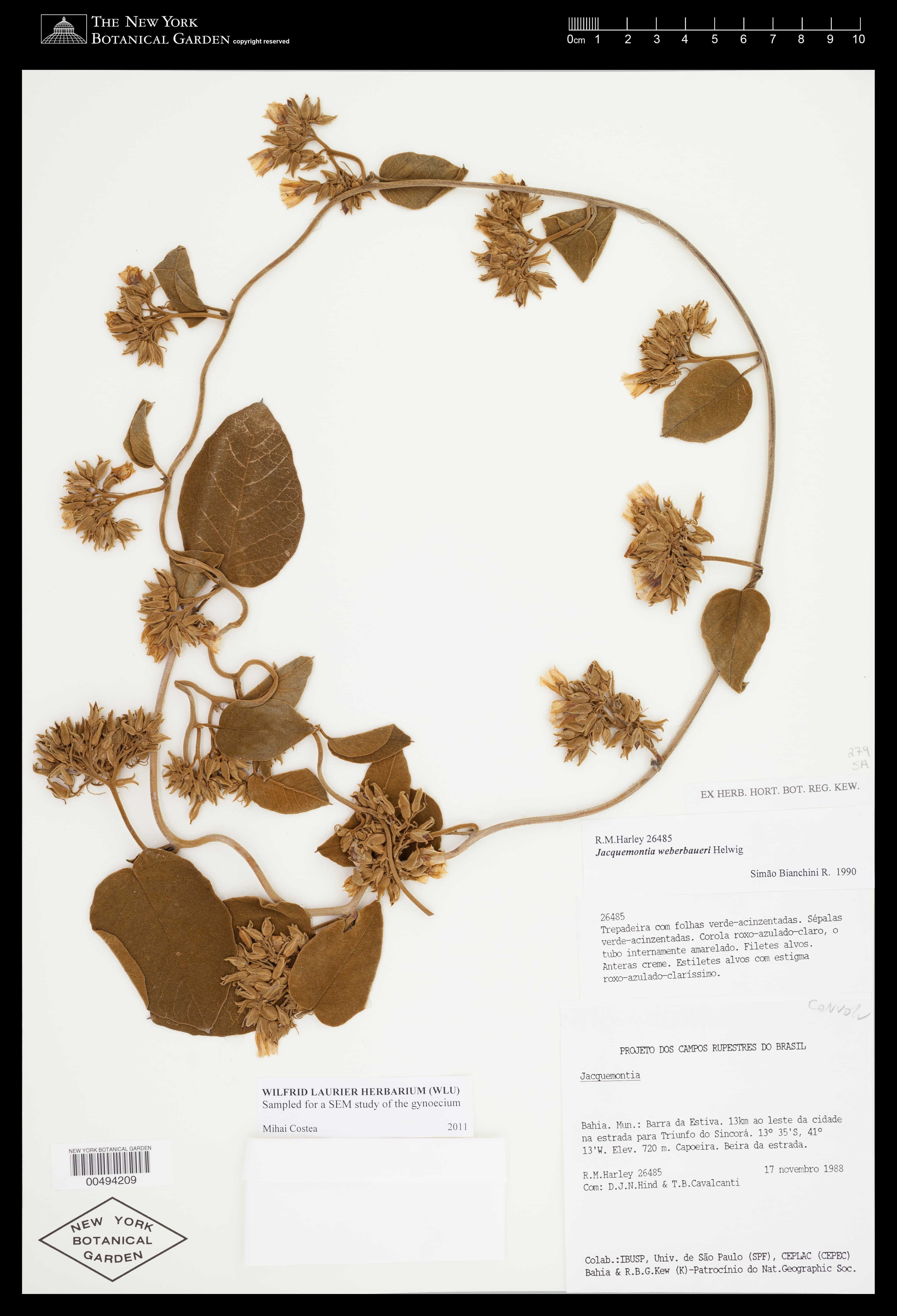 Jacquemontia weberbaueri