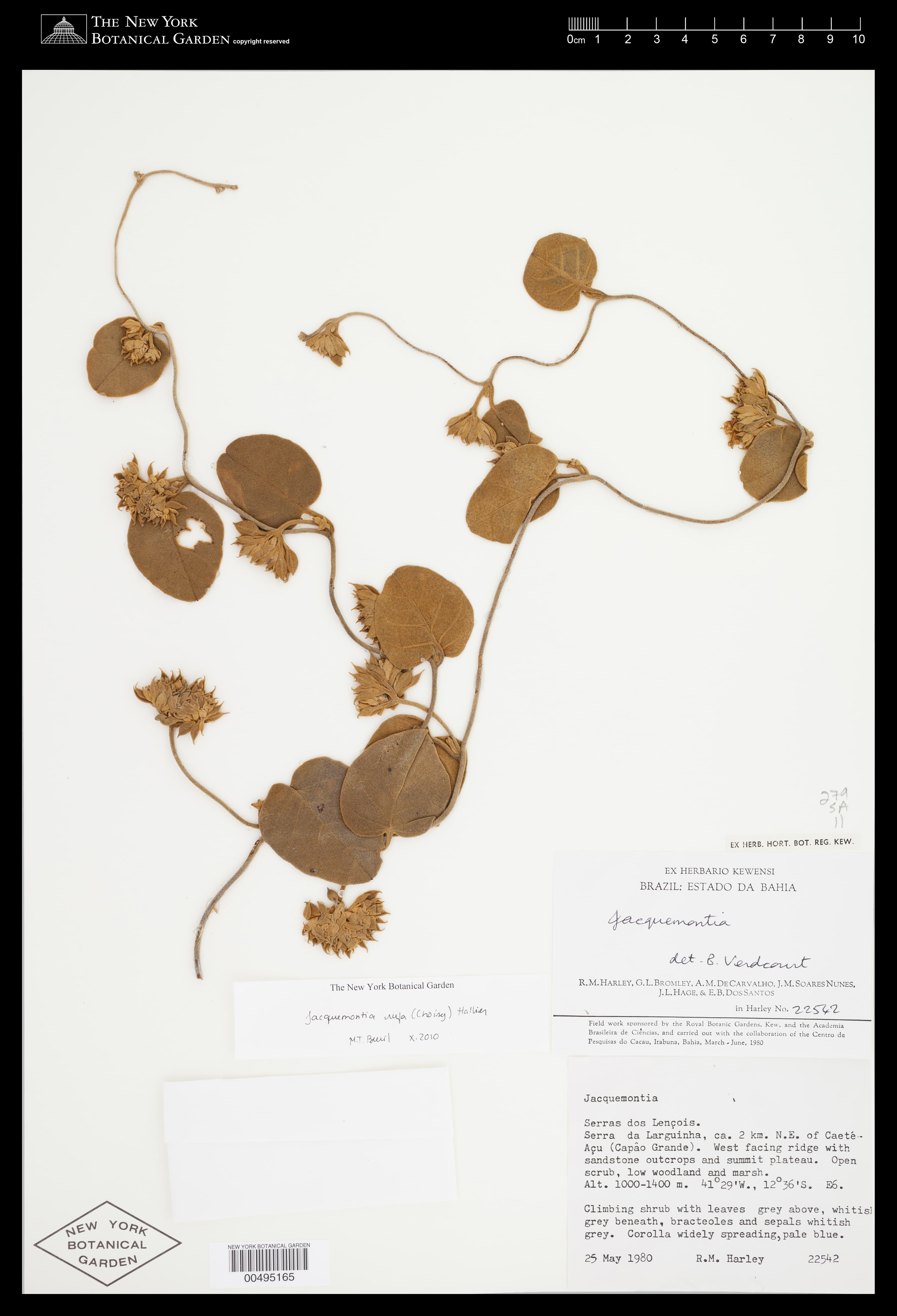 Jacquemontia rufa