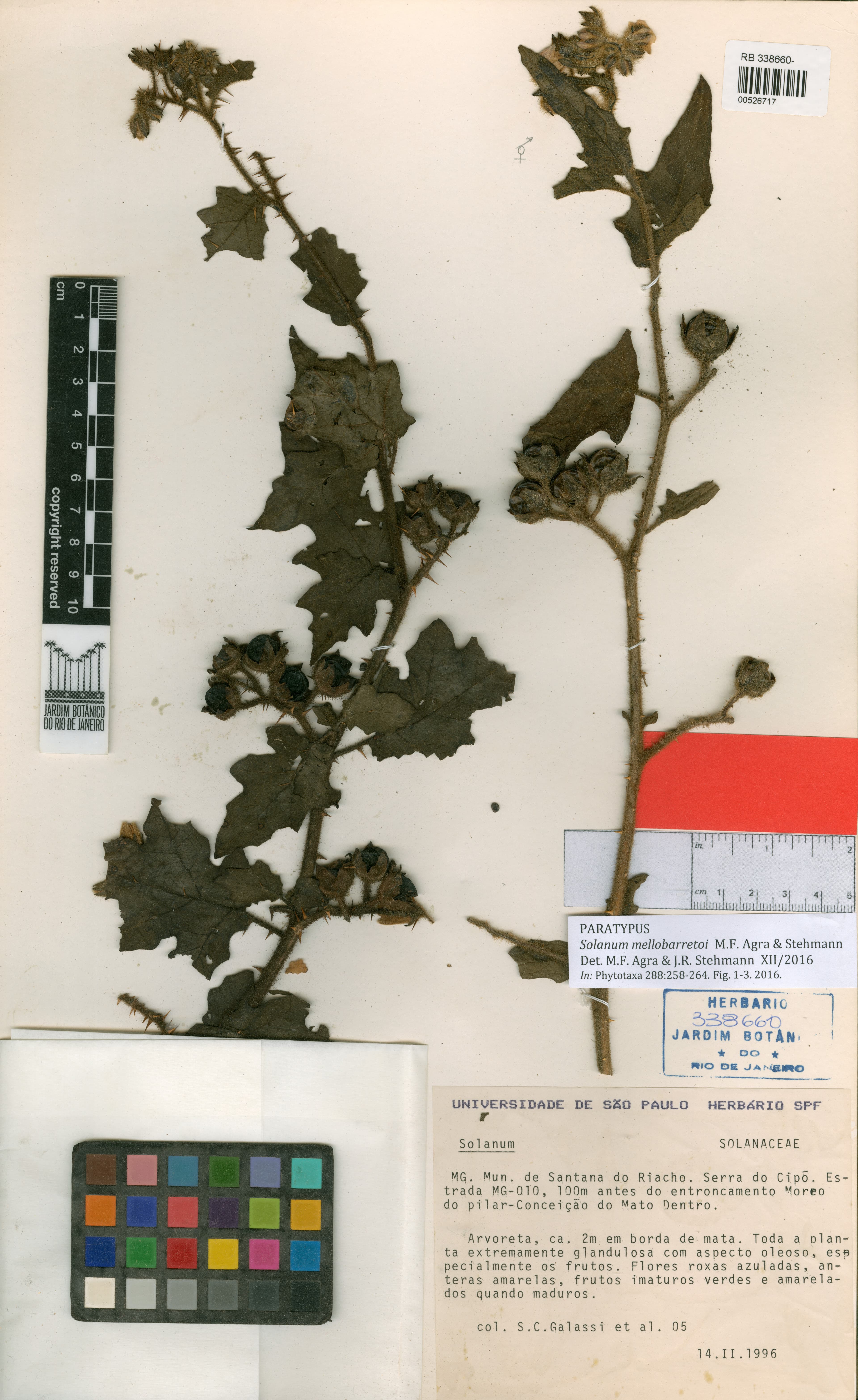 Solanum mellobarretoi