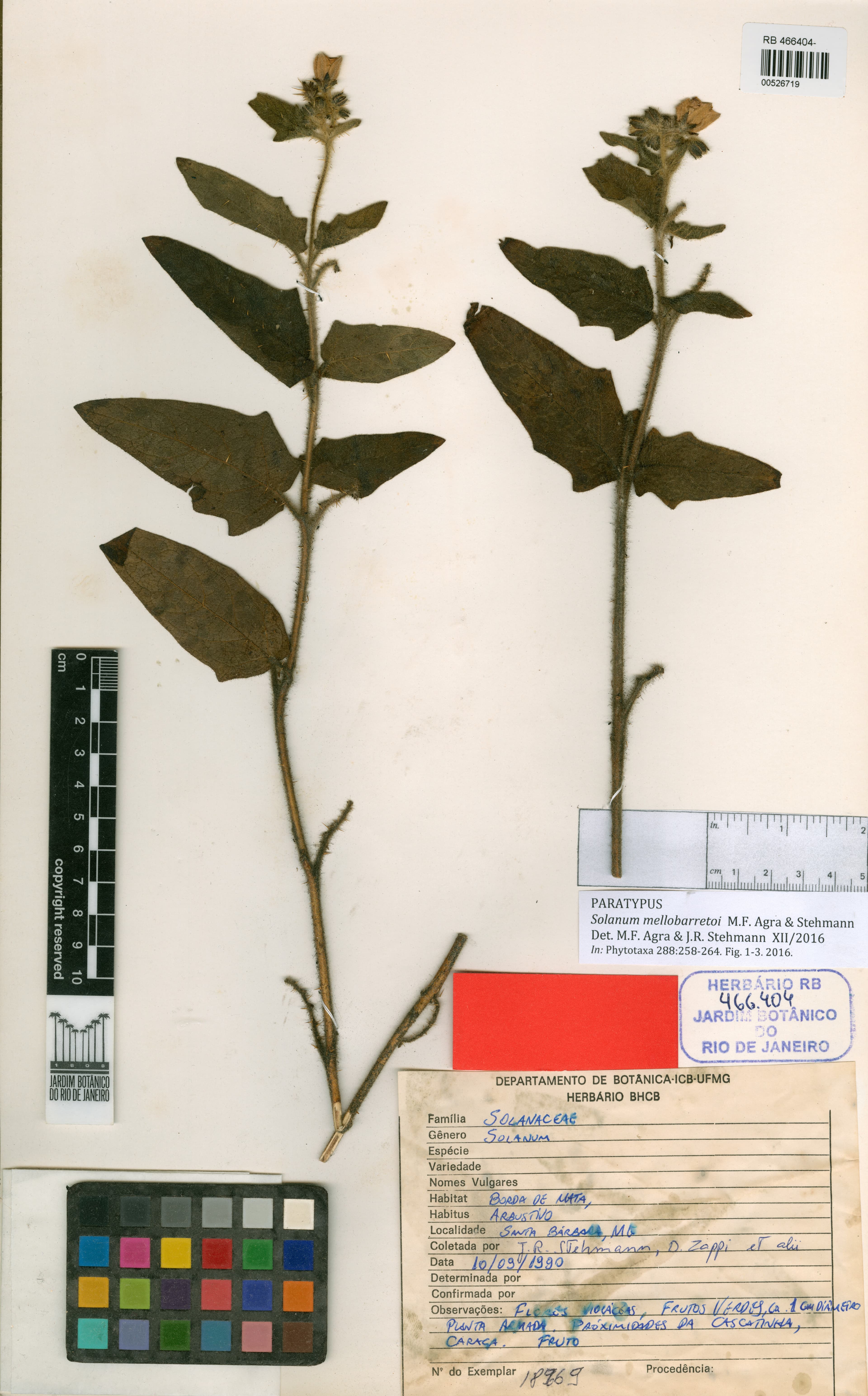 Solanum mellobarretoi