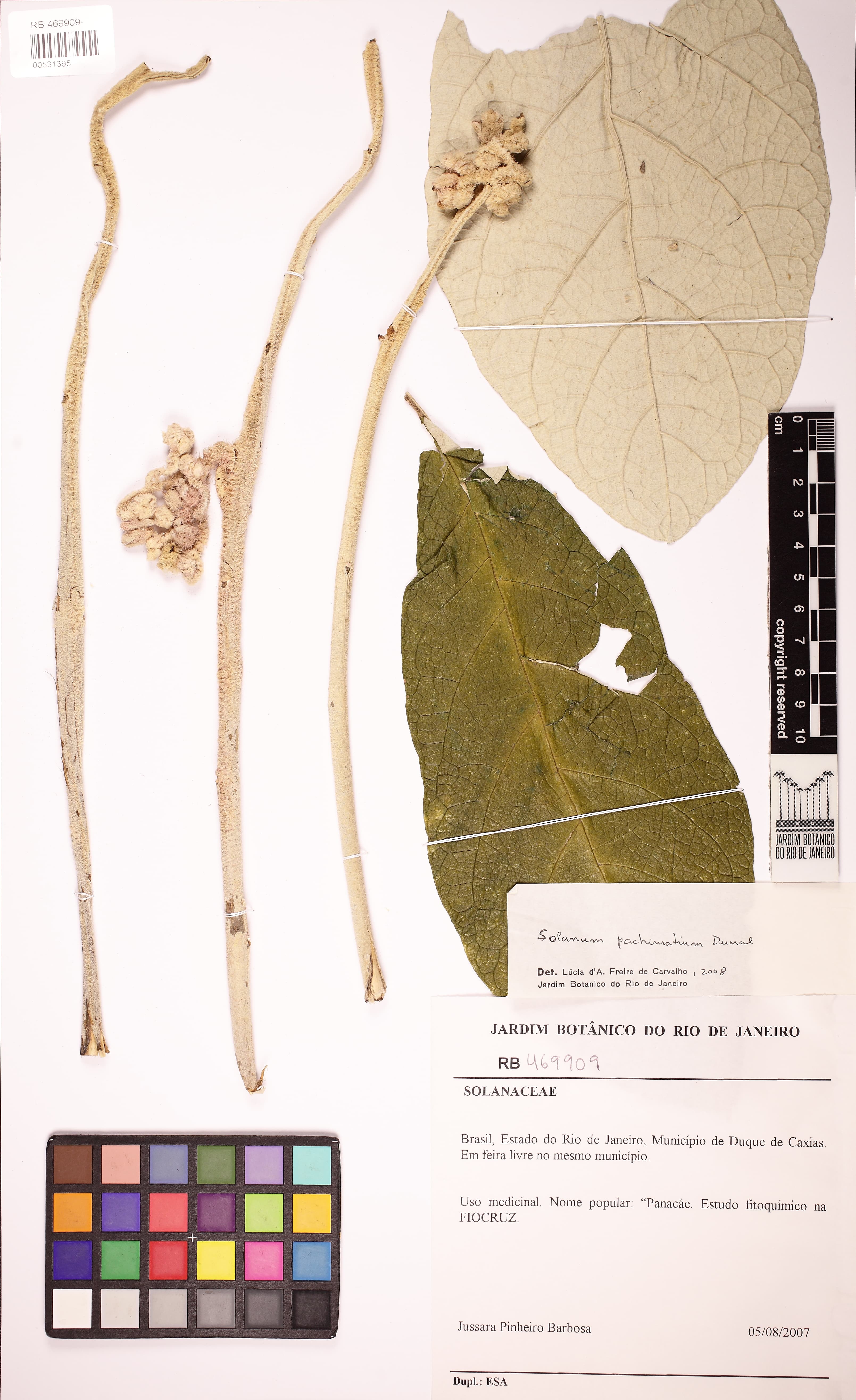 Solanum pachimatium