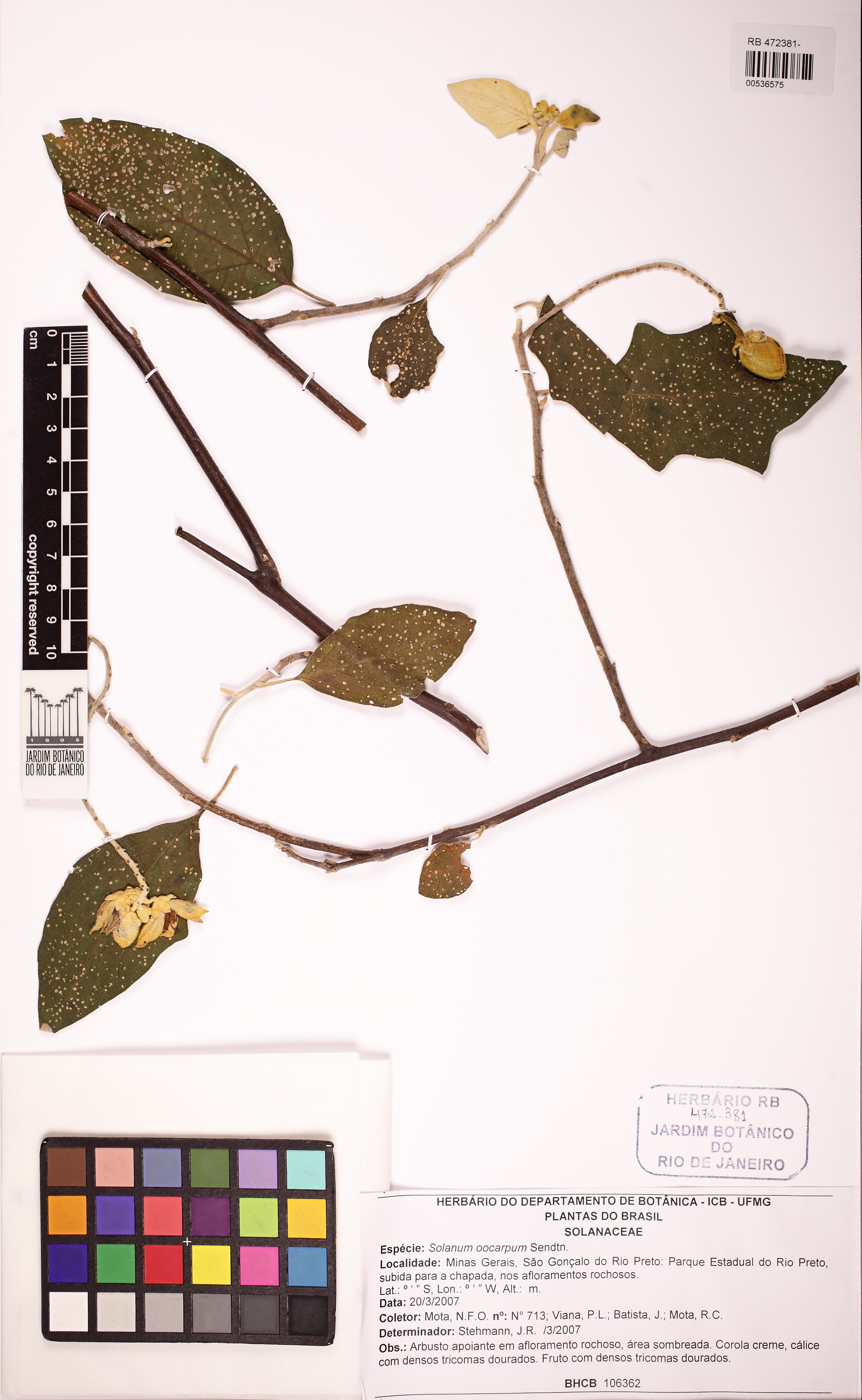 Solanum oocarpum