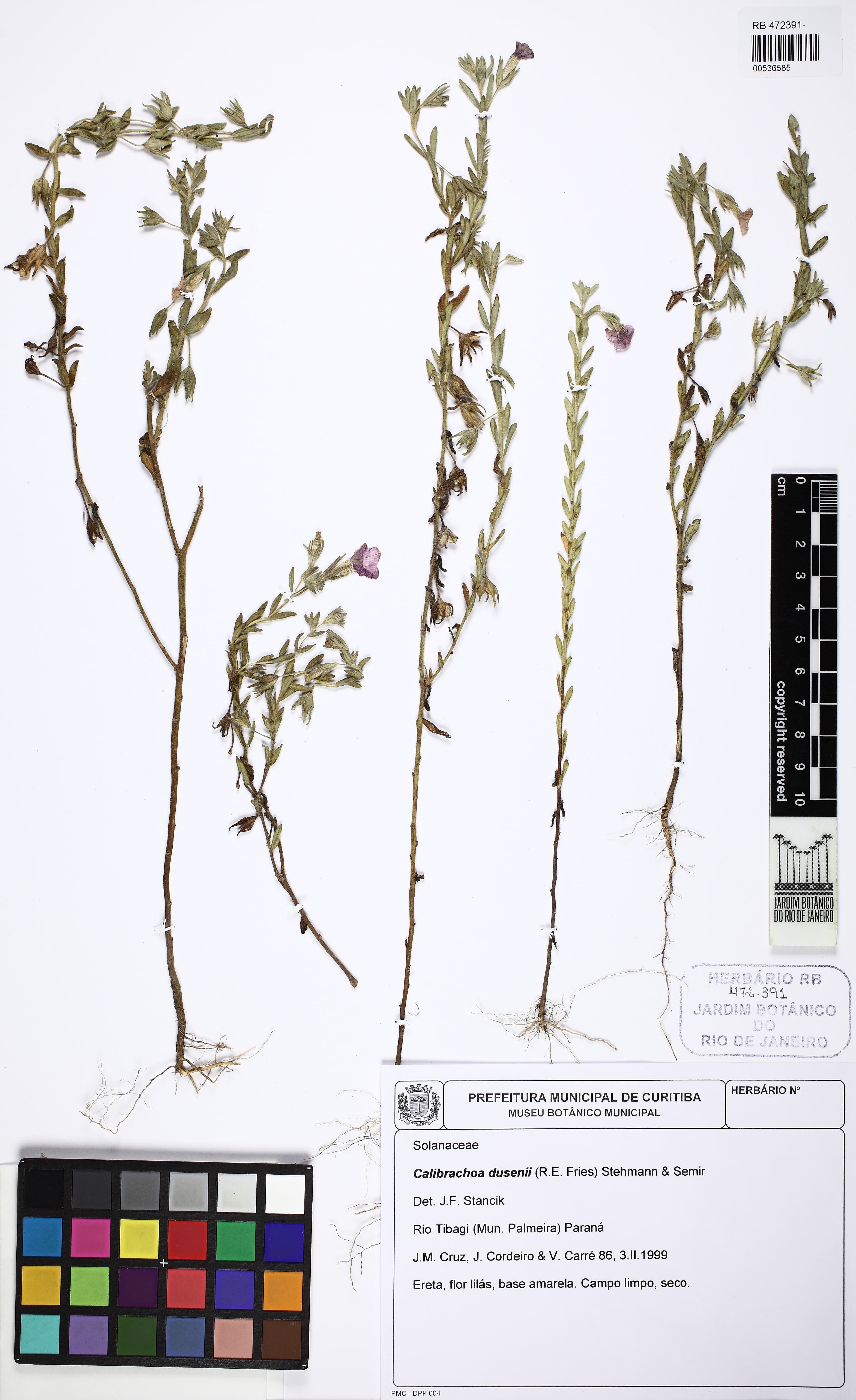 Calibrachoa dusenii