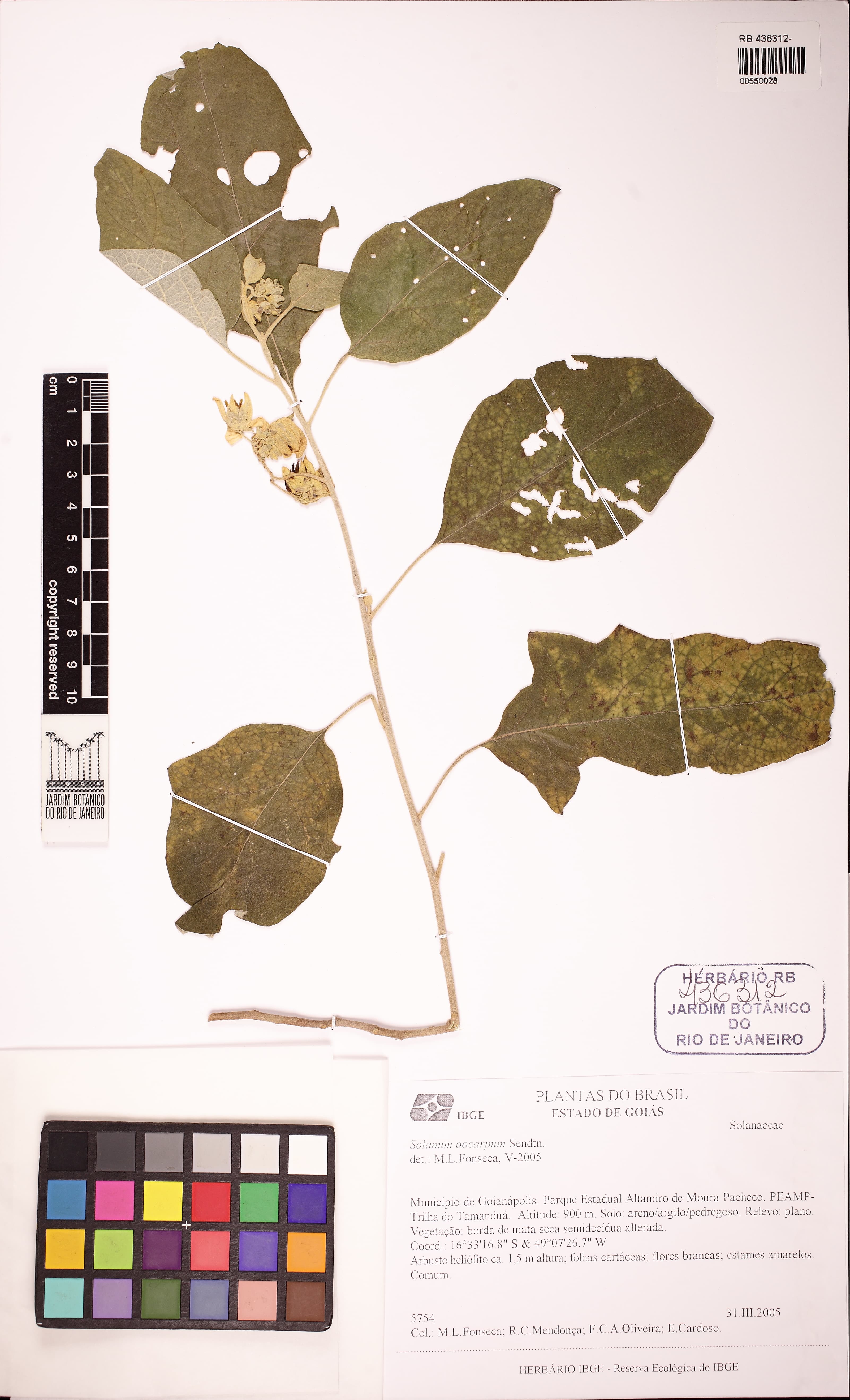 Solanum oocarpum