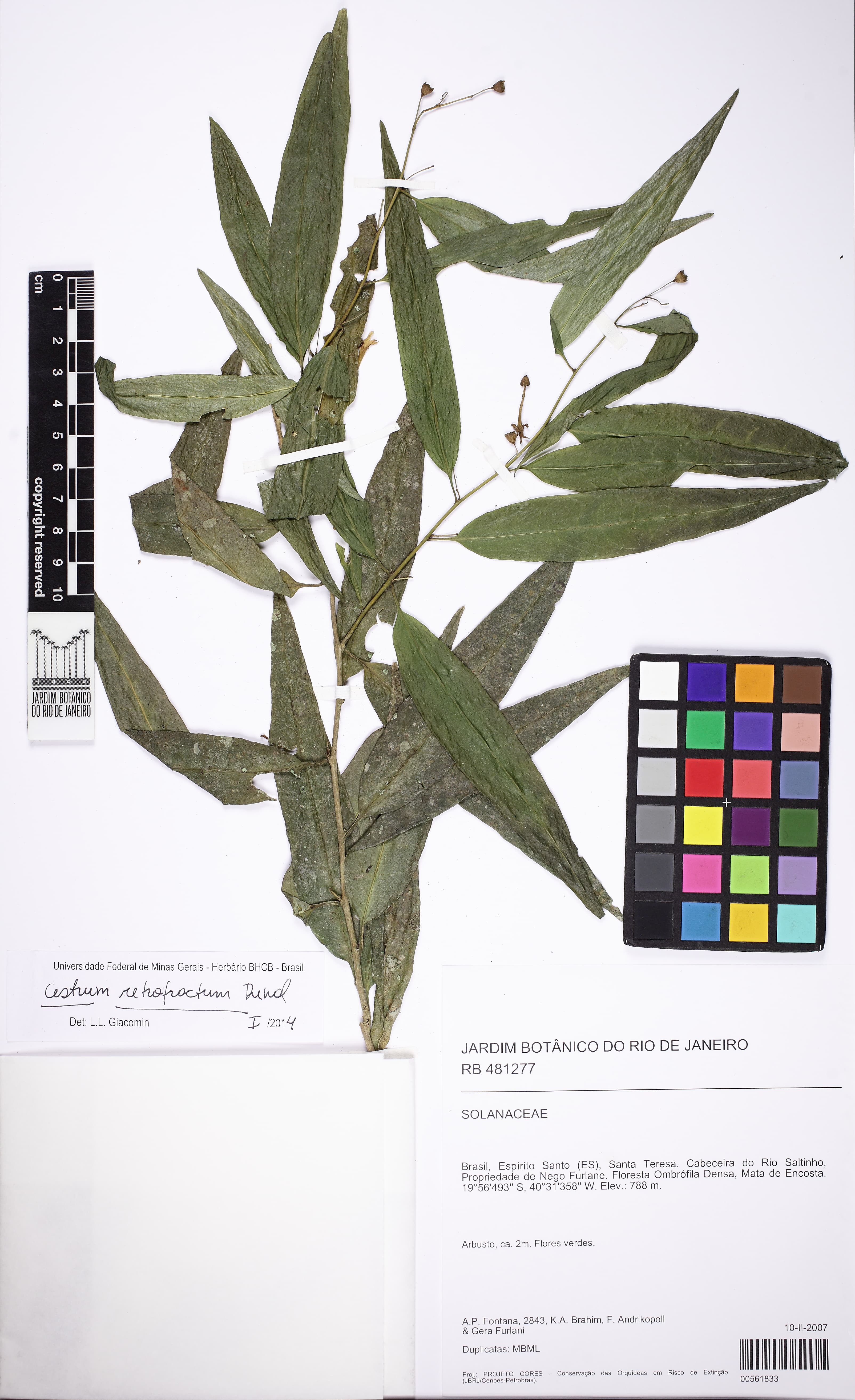 Cestrum retrofractum