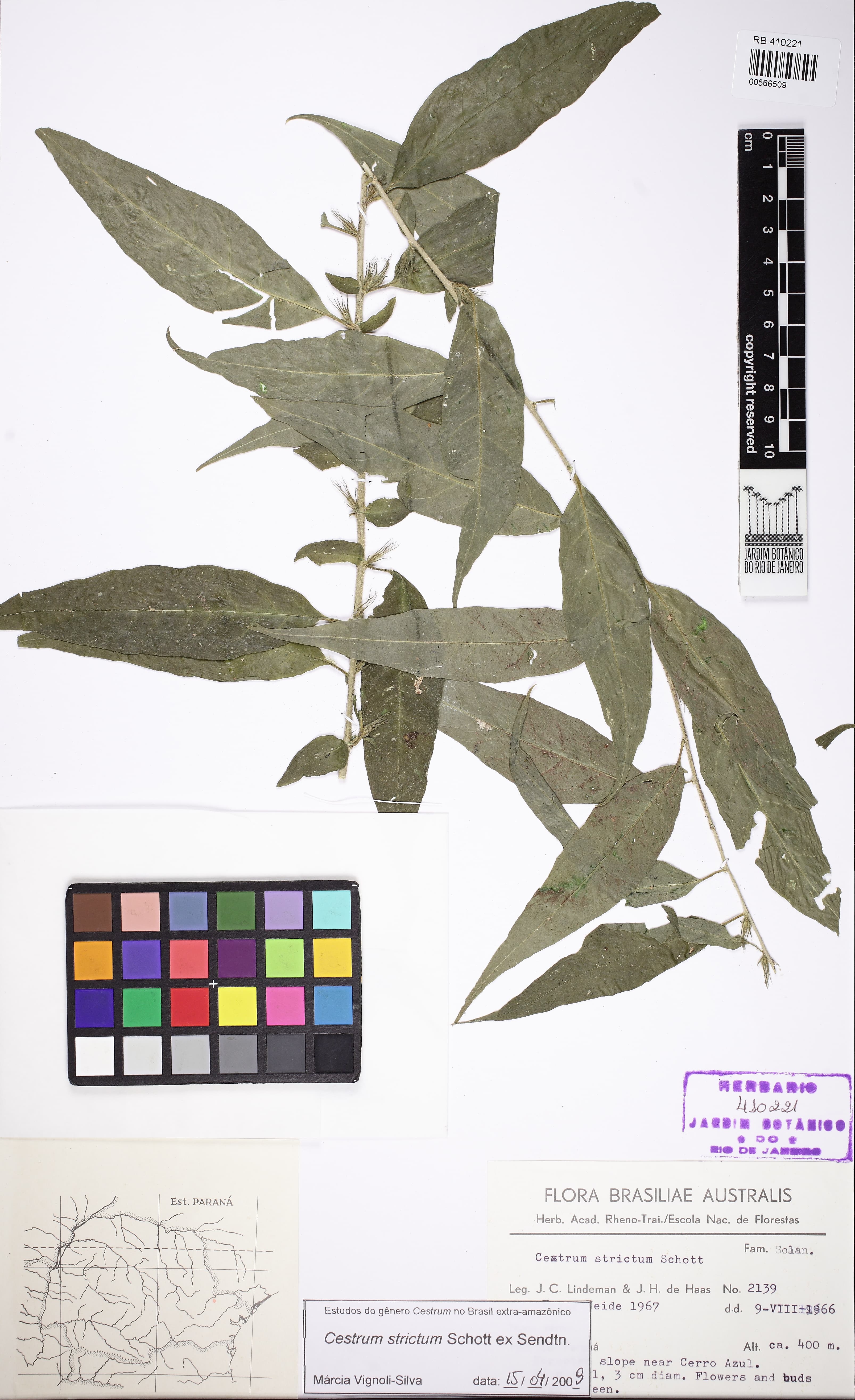 Cestrum strictum