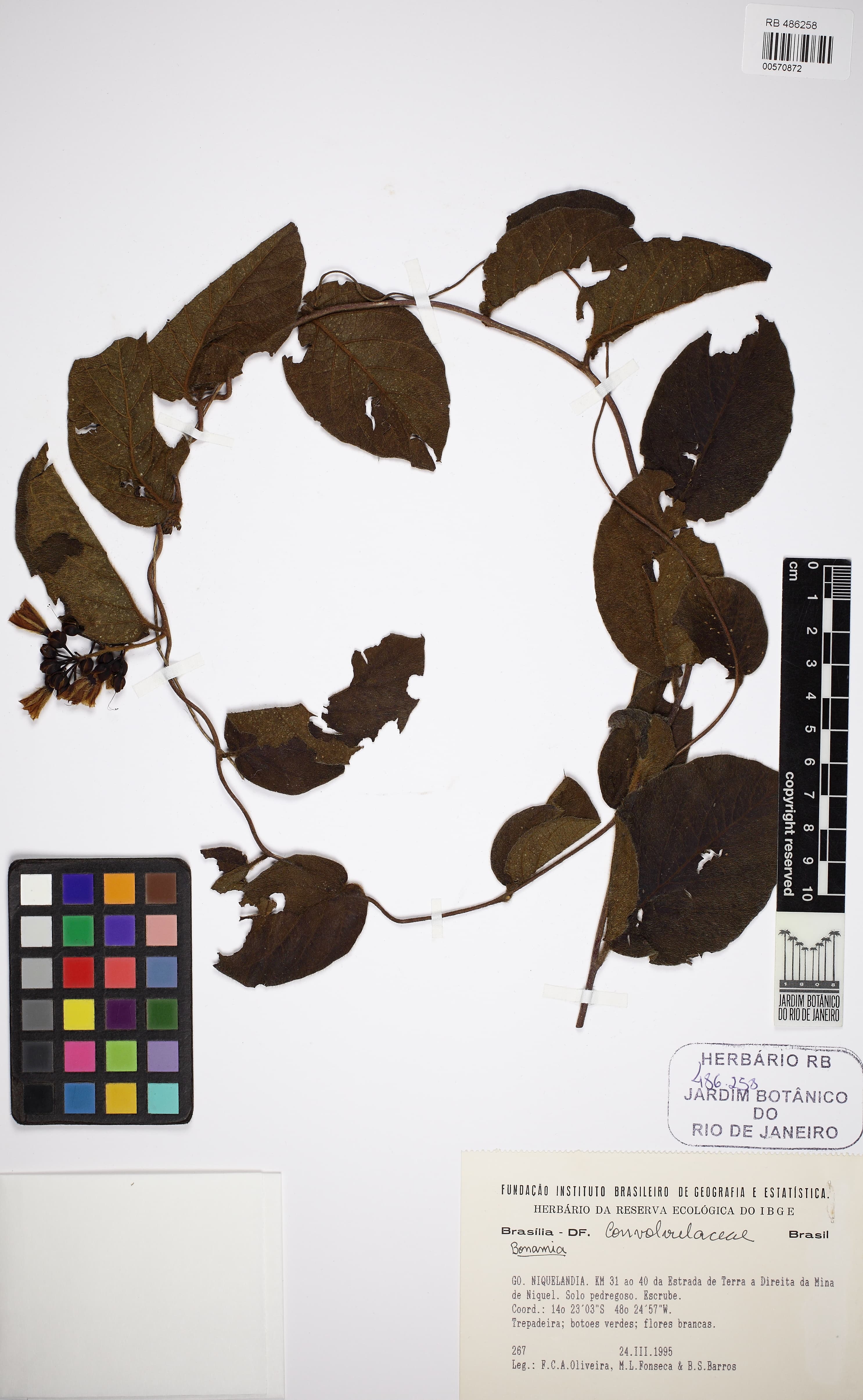 Bonamia cerradoensis