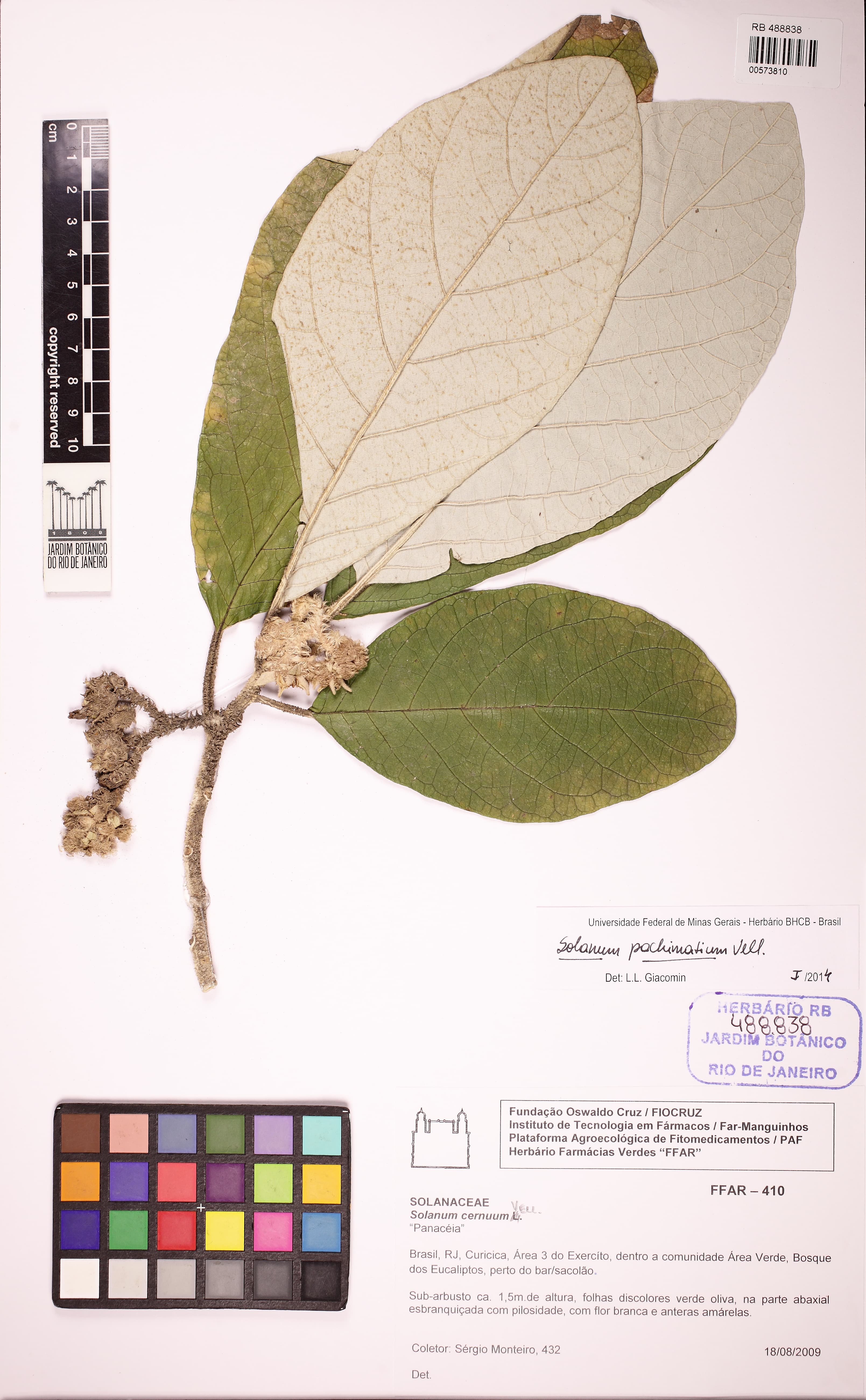 Solanum pachimatium