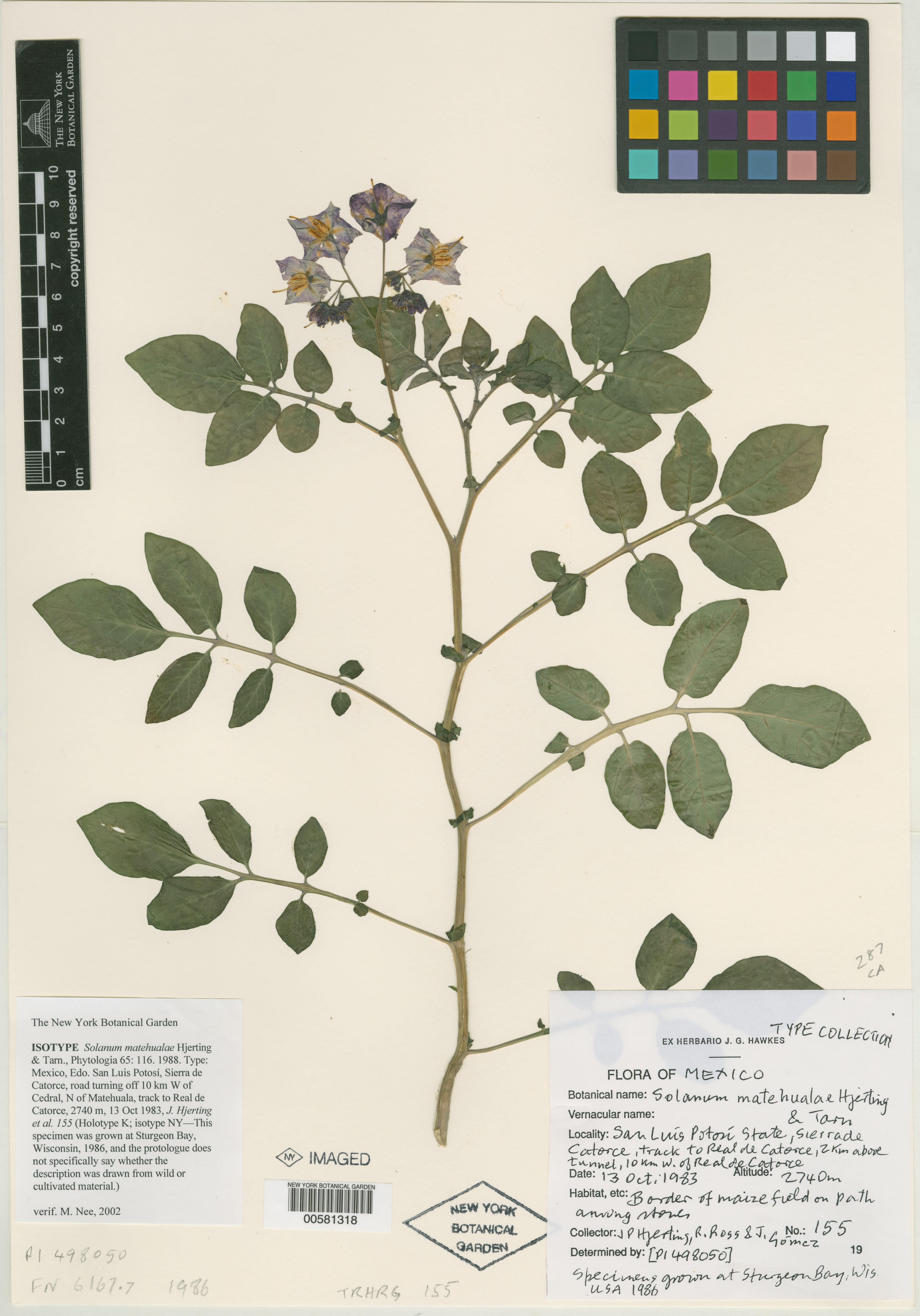Solanum hjertingii
