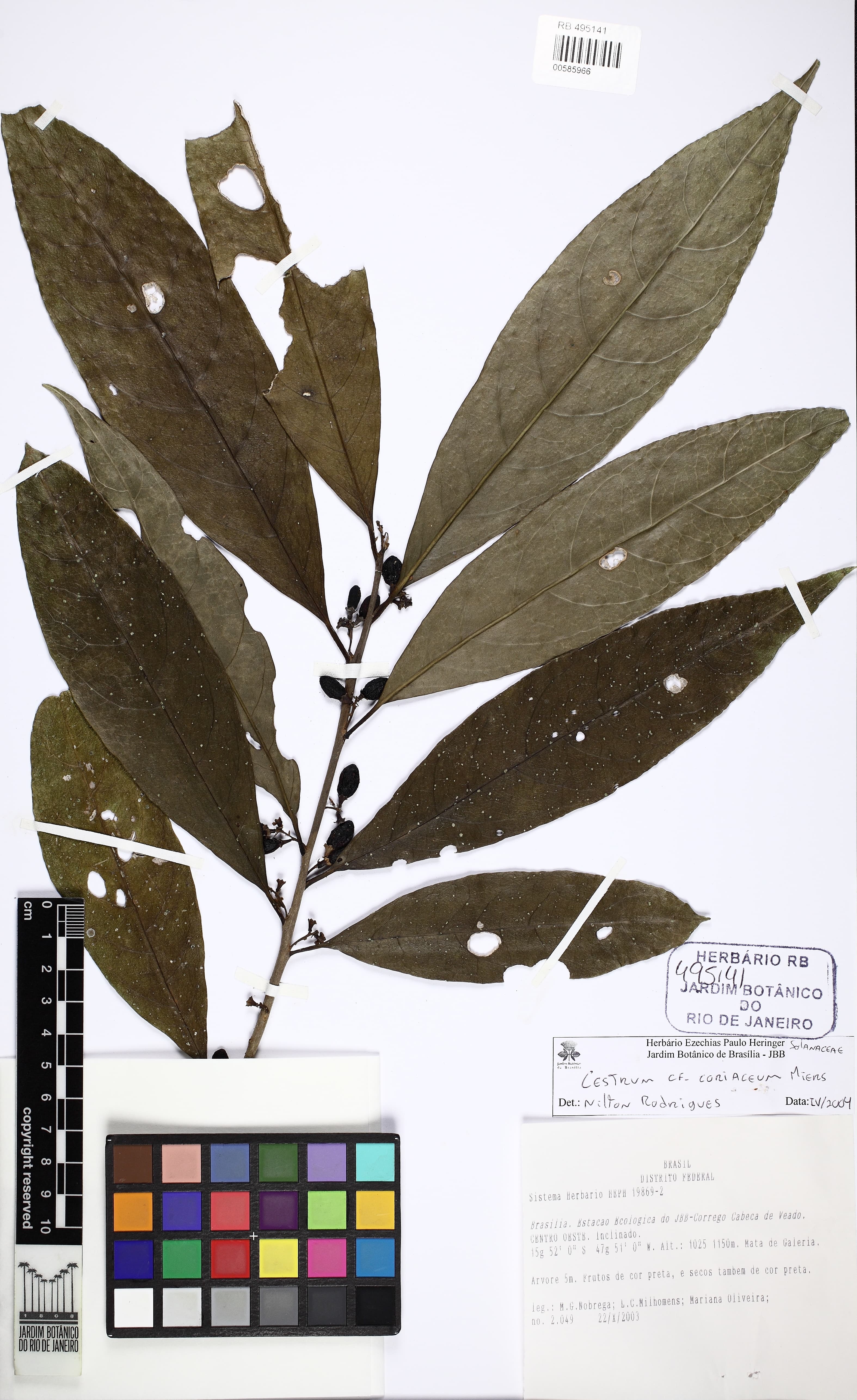 coriaceus cestrum