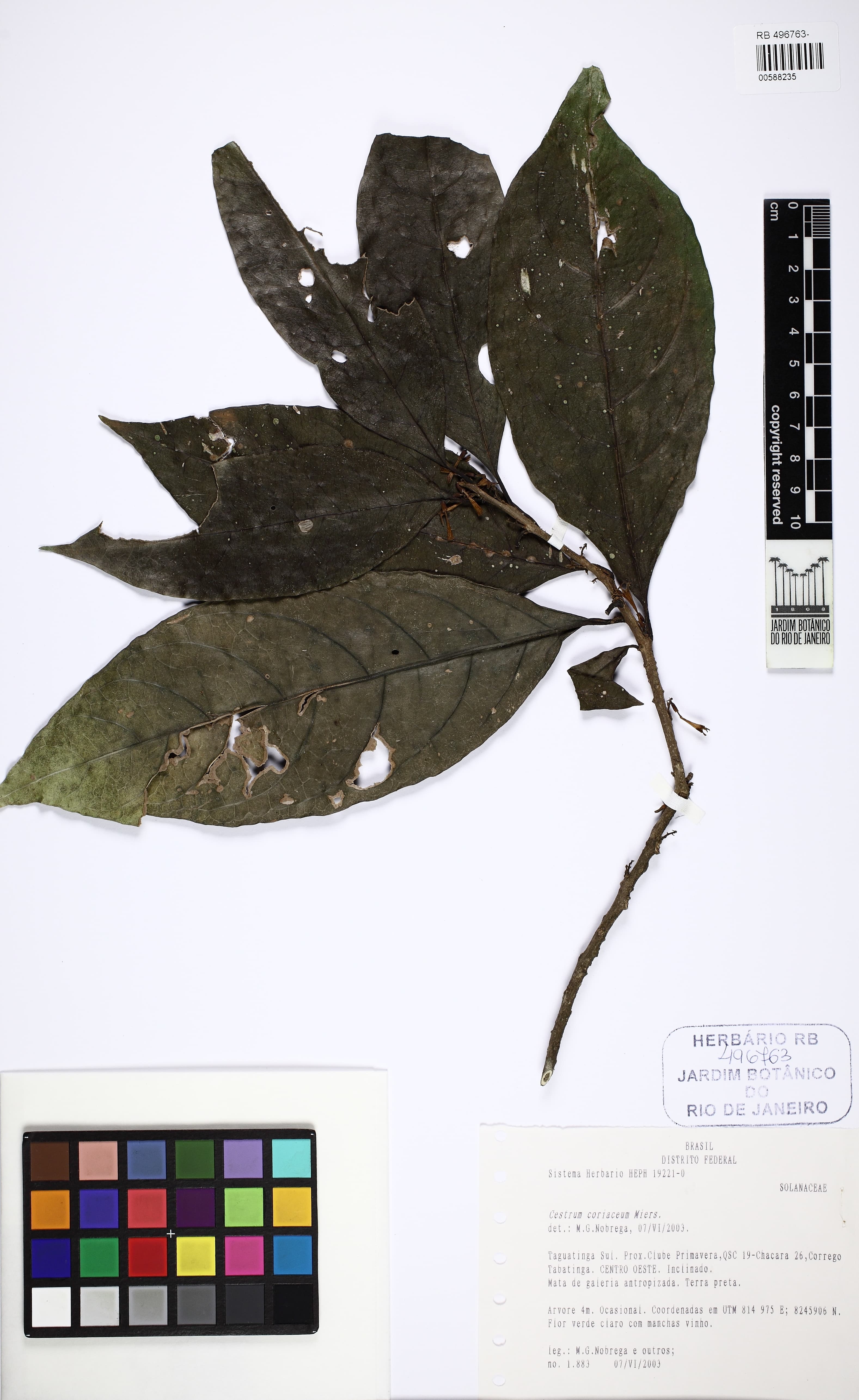 coriaceus cestrum