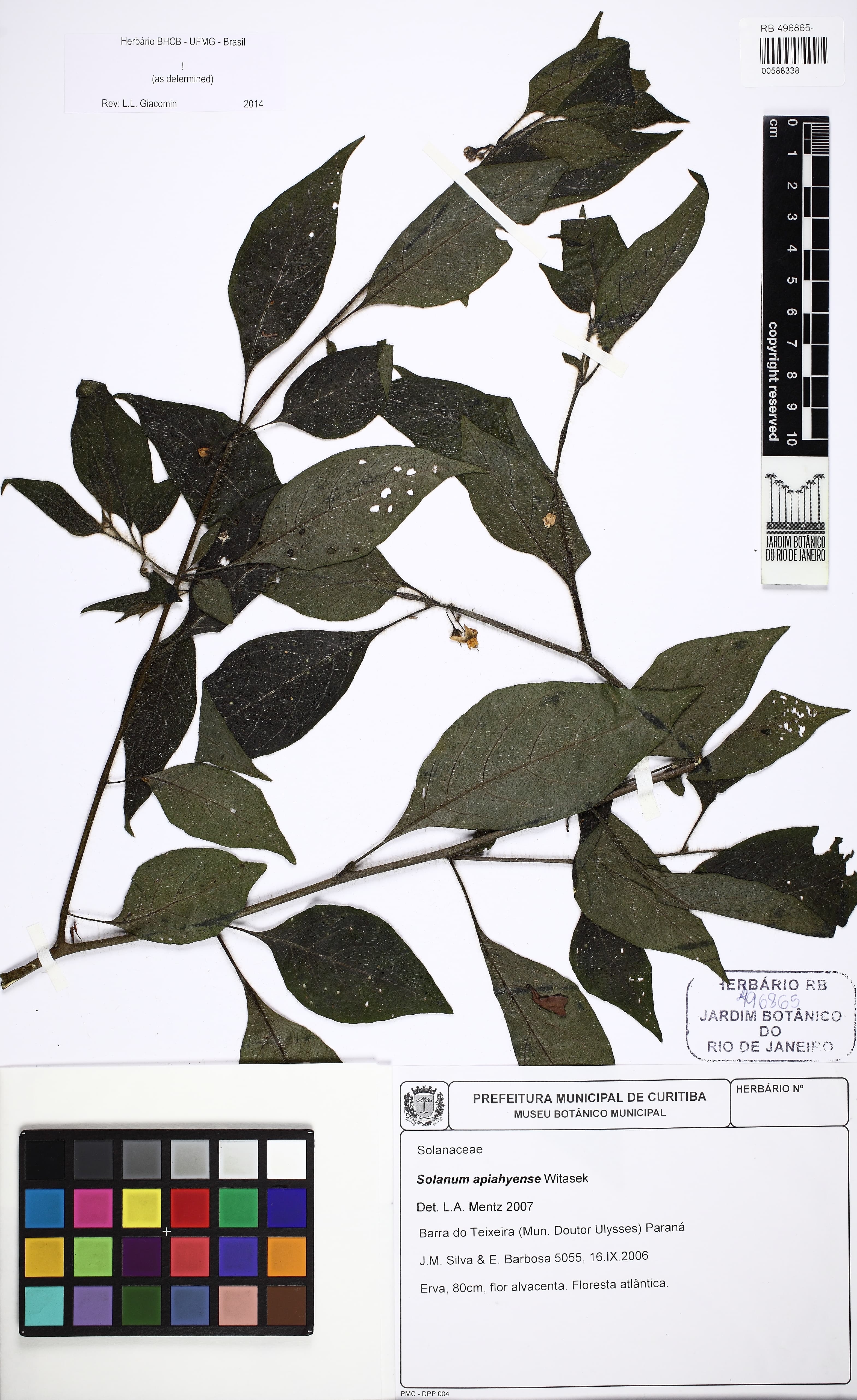Solanum apiahyense