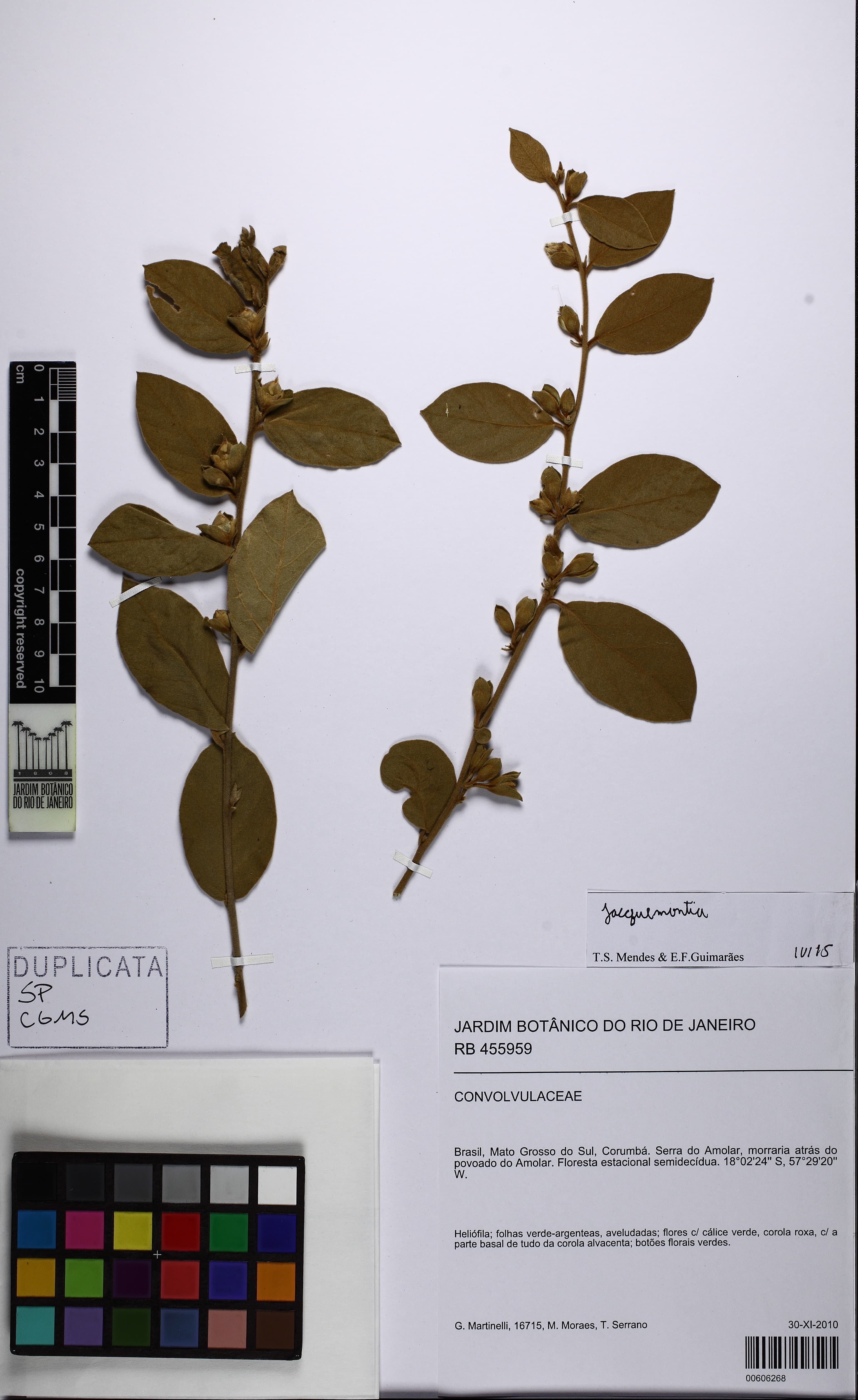 Bonamia rosiewiseae