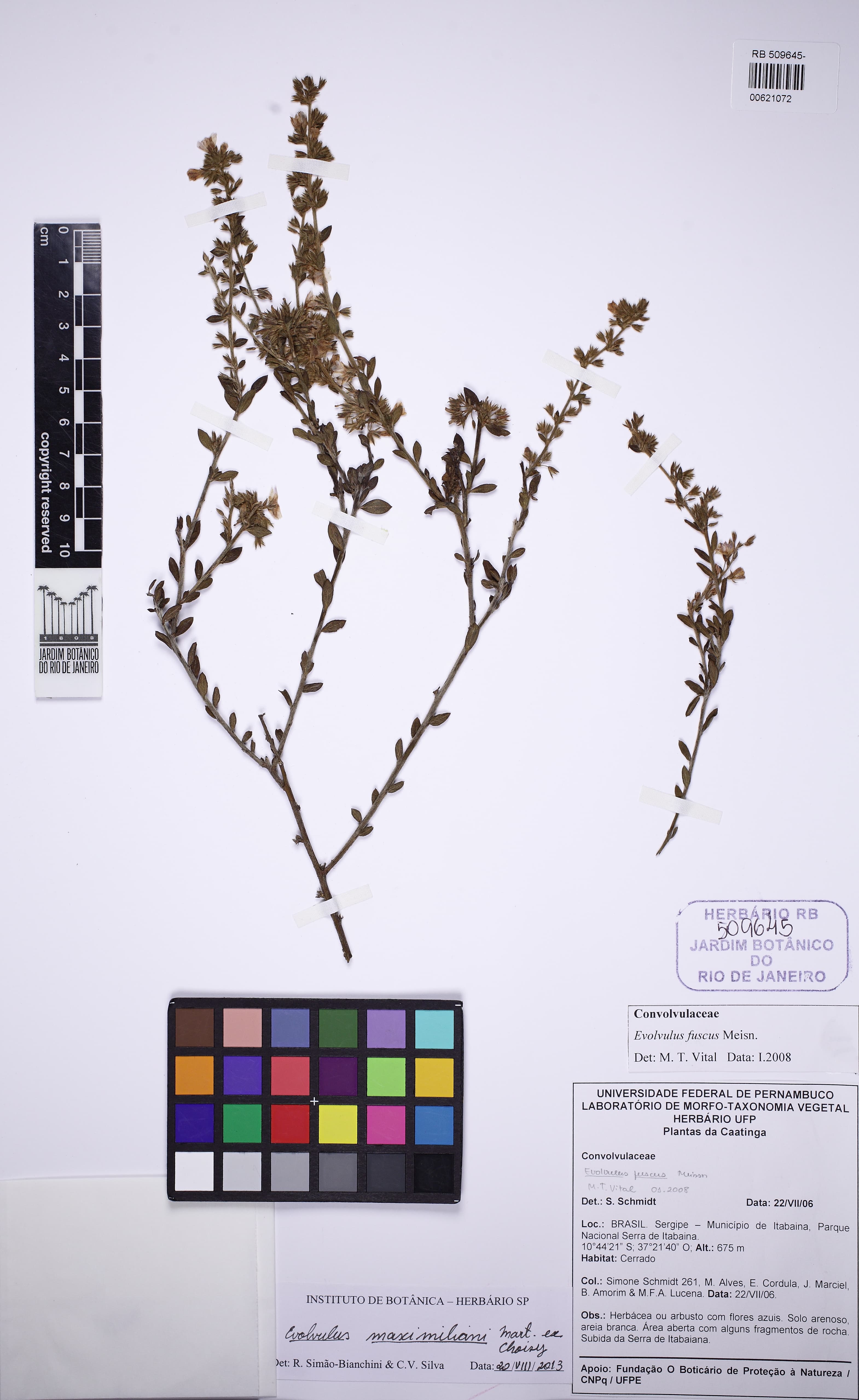 Evolvulus thymiflorus