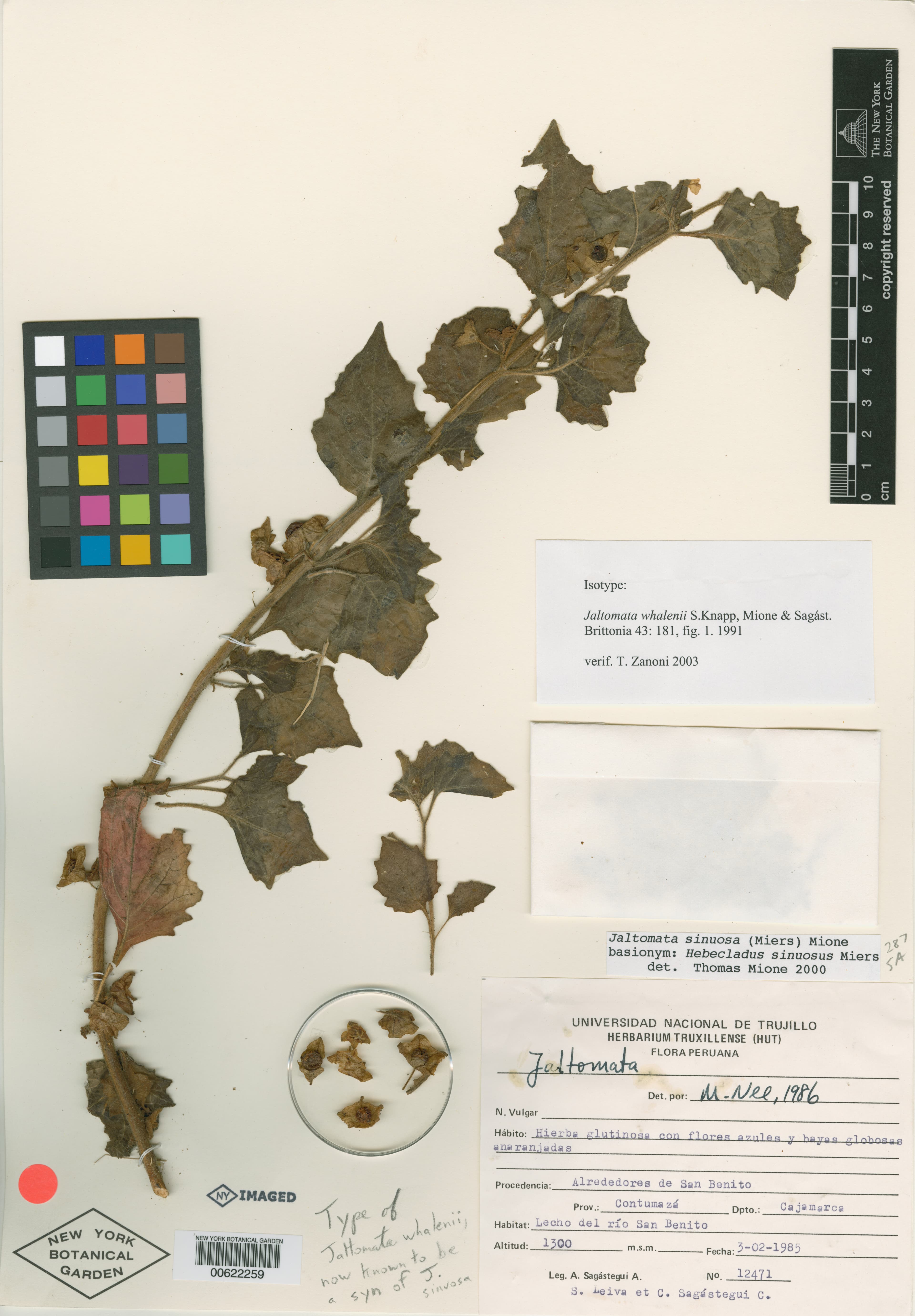 Jaltomata whalenii