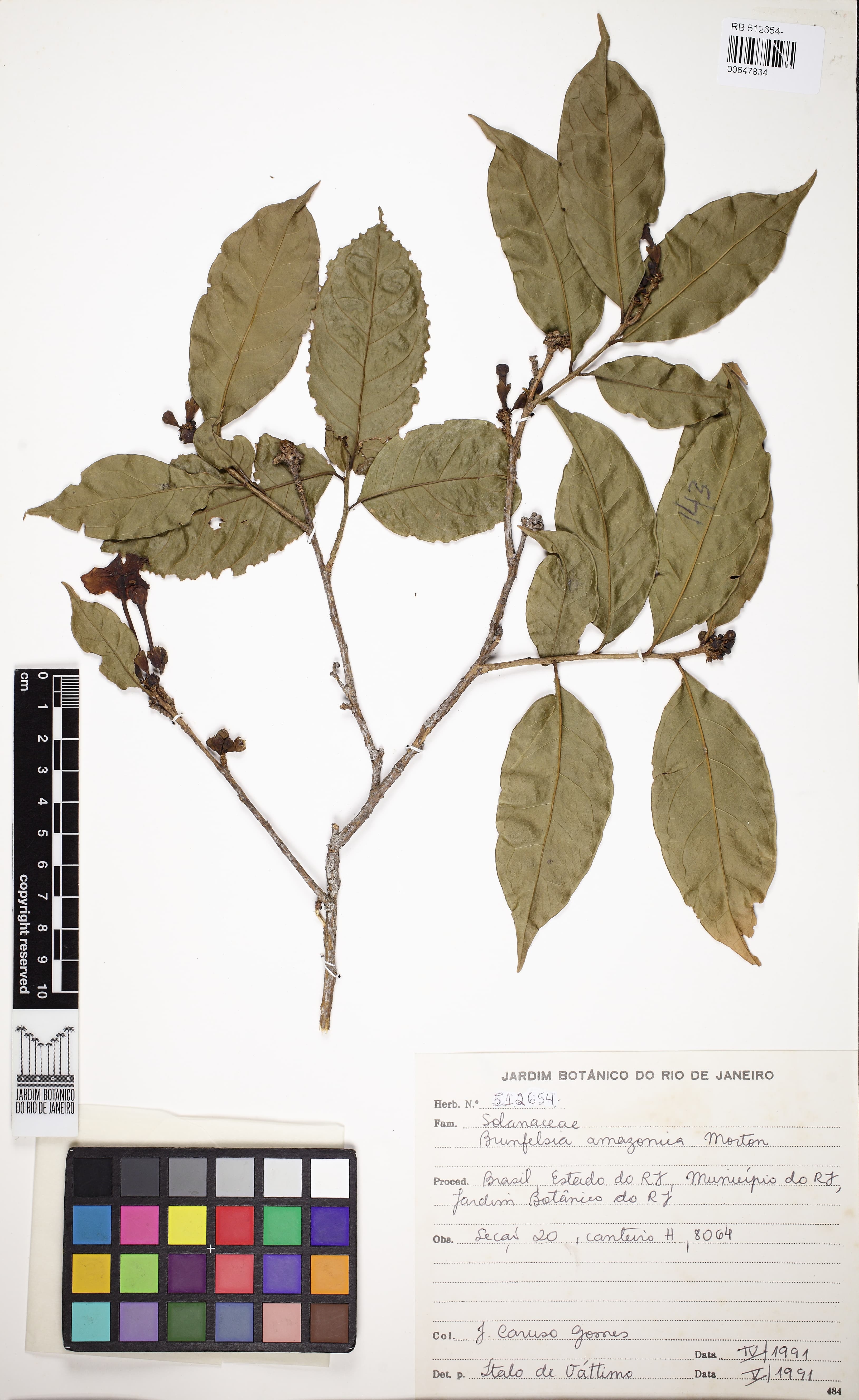 Amazon raintree