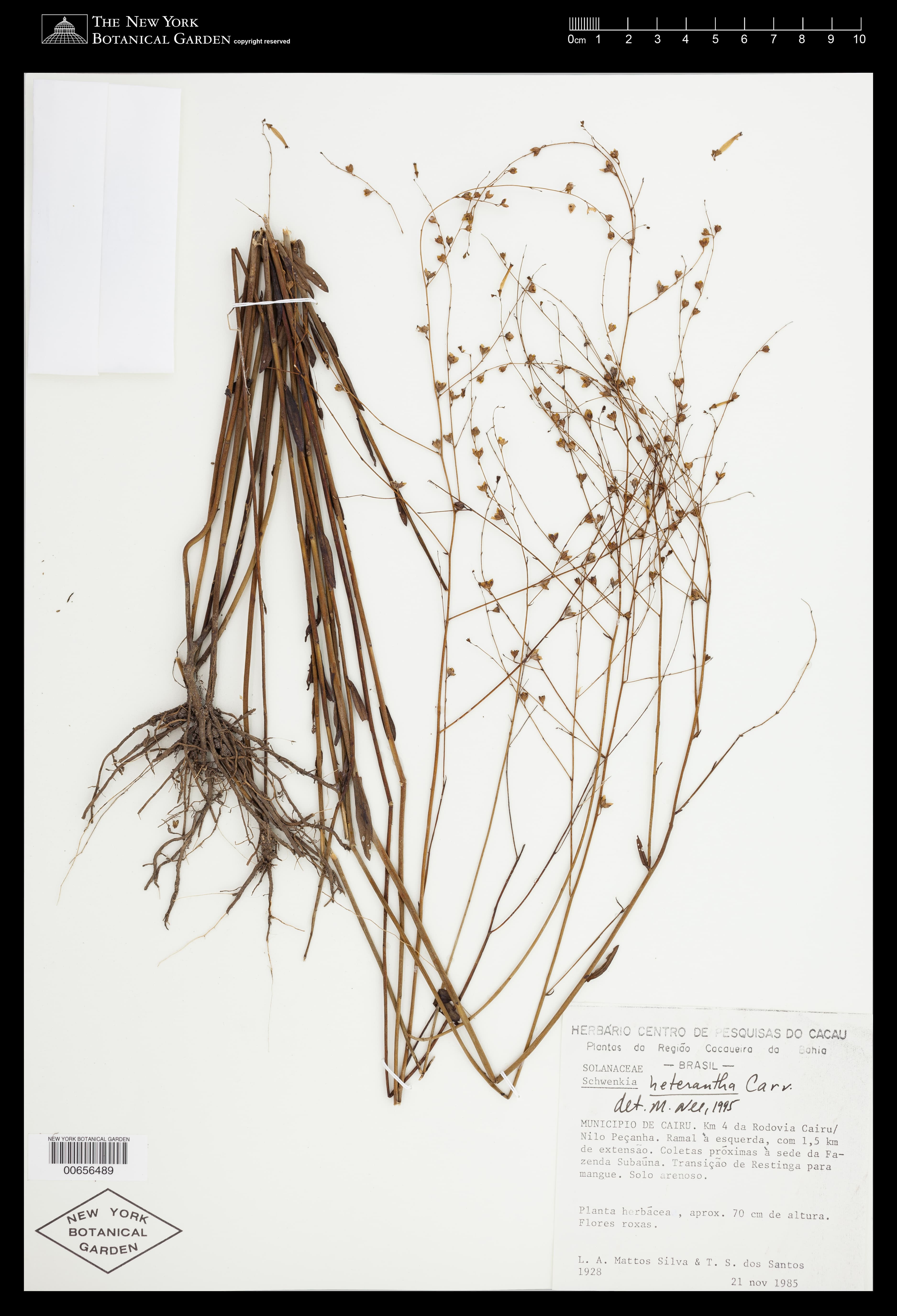 Schwenckia heterantha