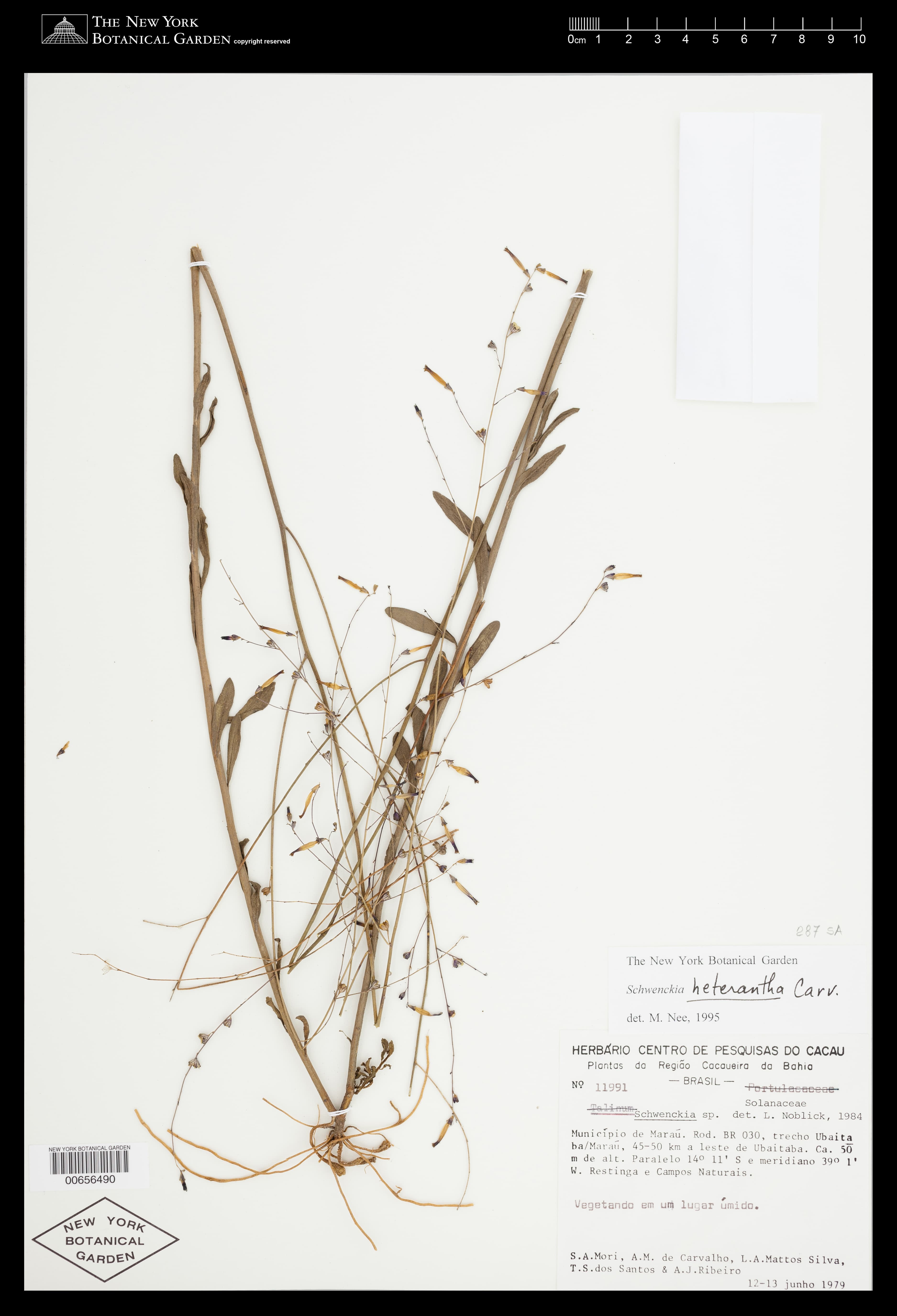 Schwenckia heterantha