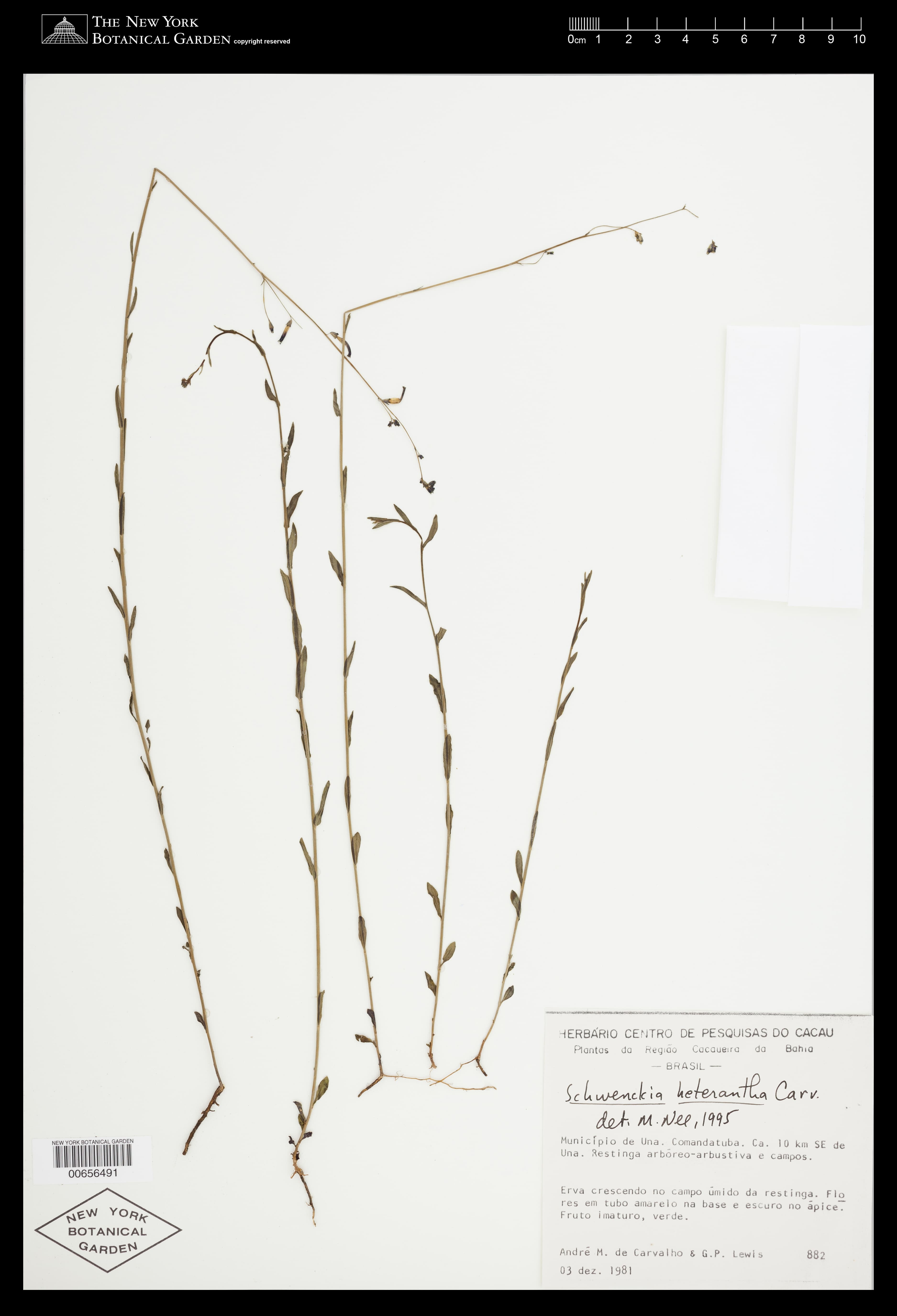 Schwenckia heterantha