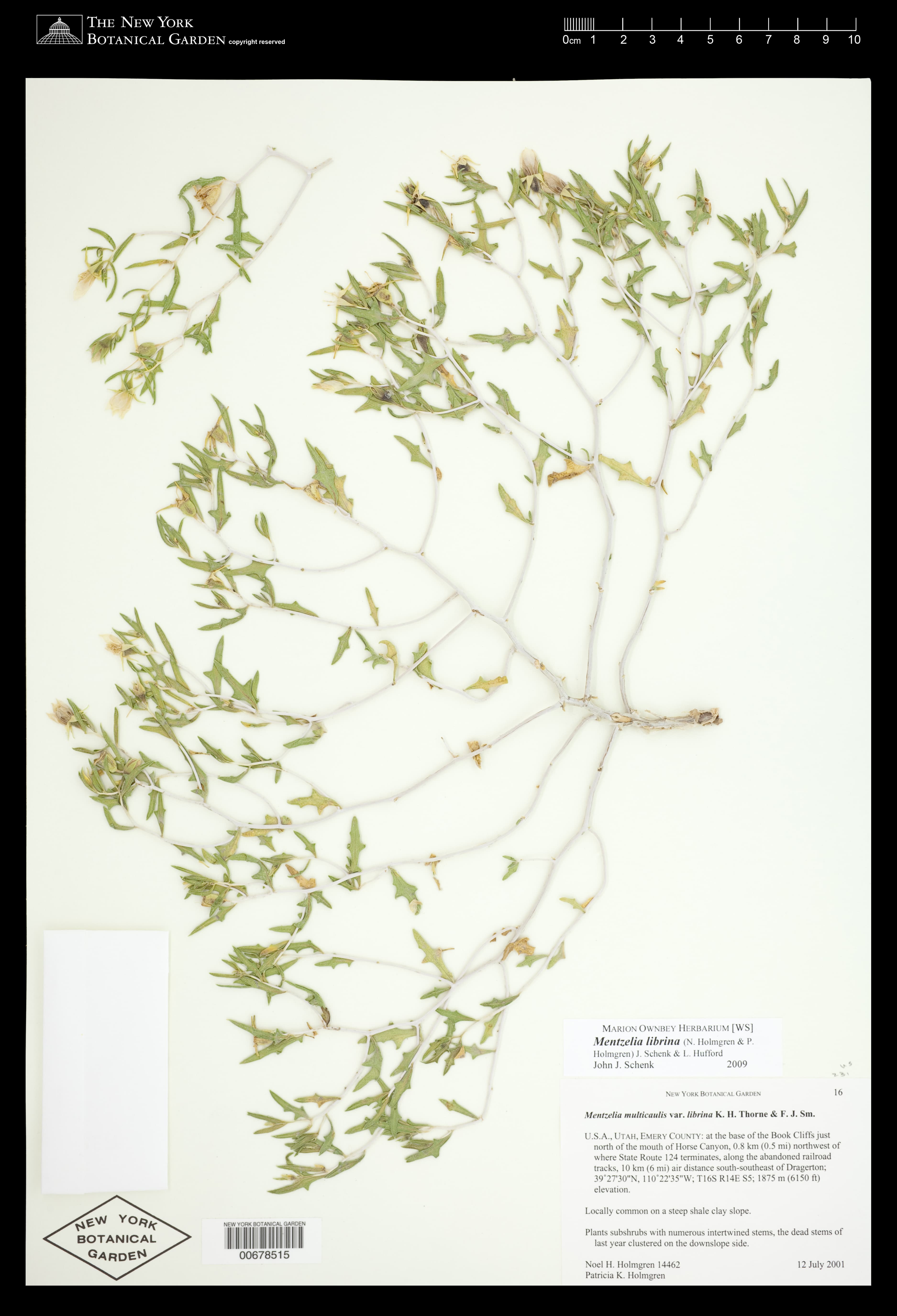 Horse Canyon stickleaf