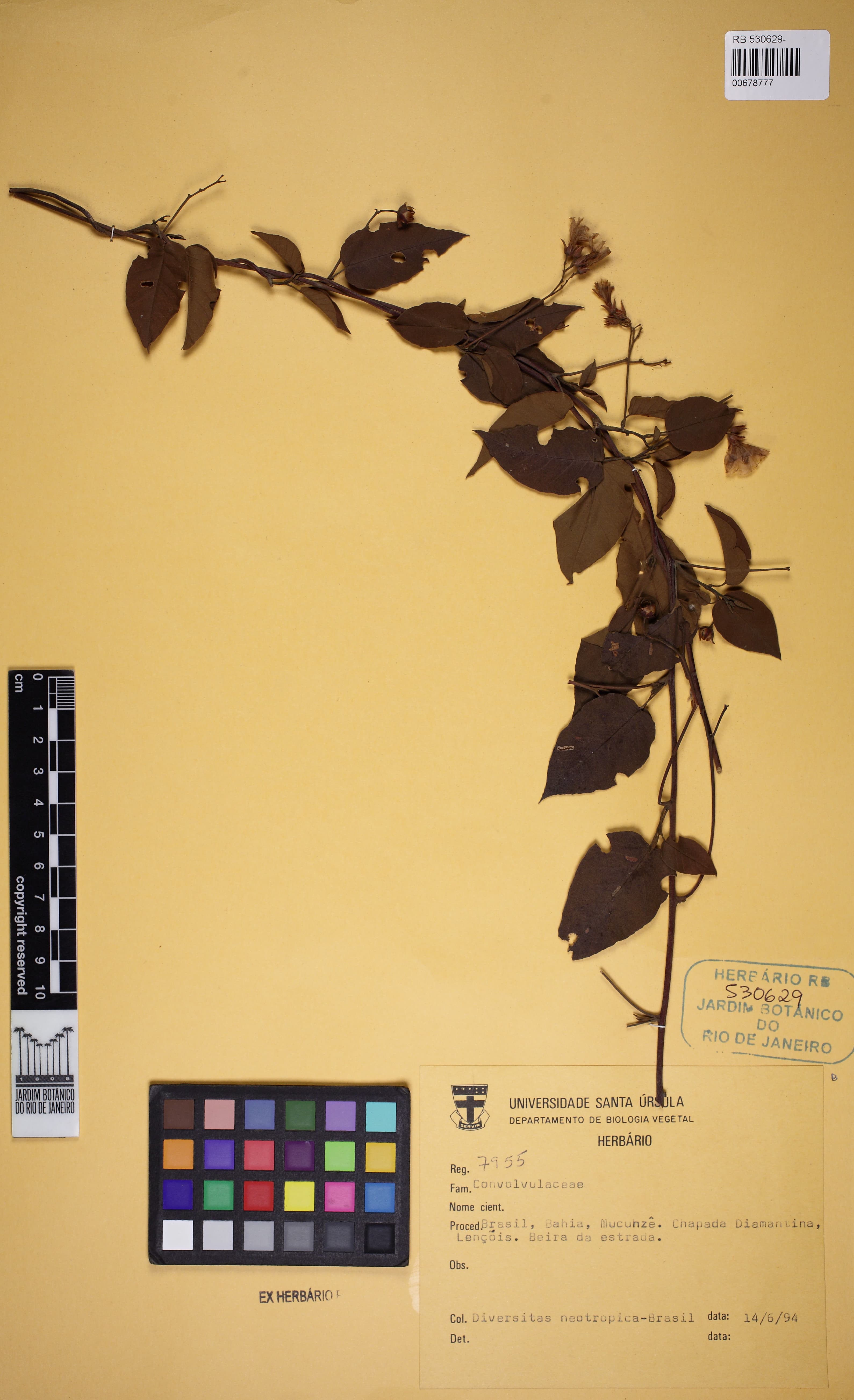 Jacquemontia diamantinensis