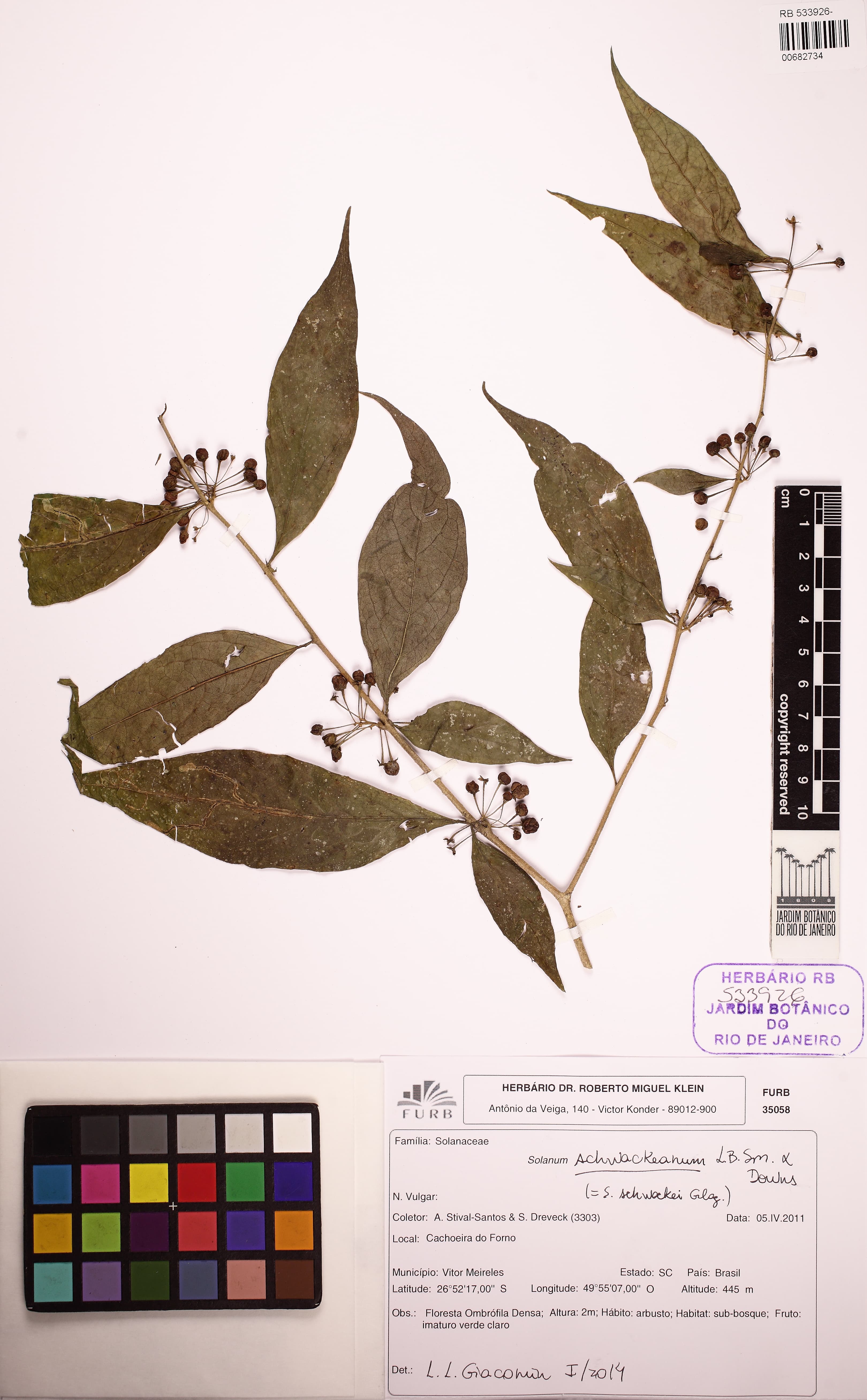 Solanum schwackeanum