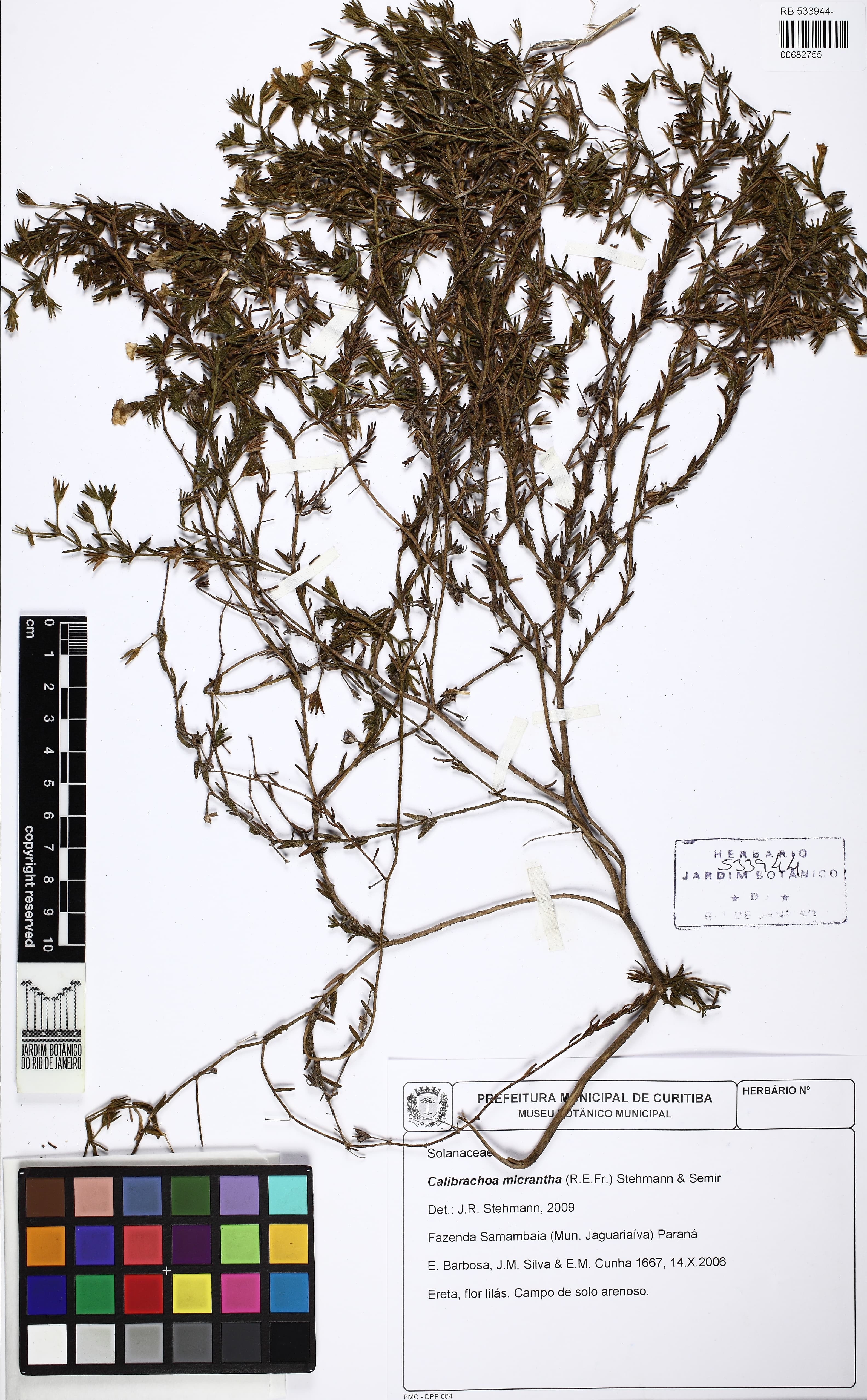 Calibrachoa micrantha