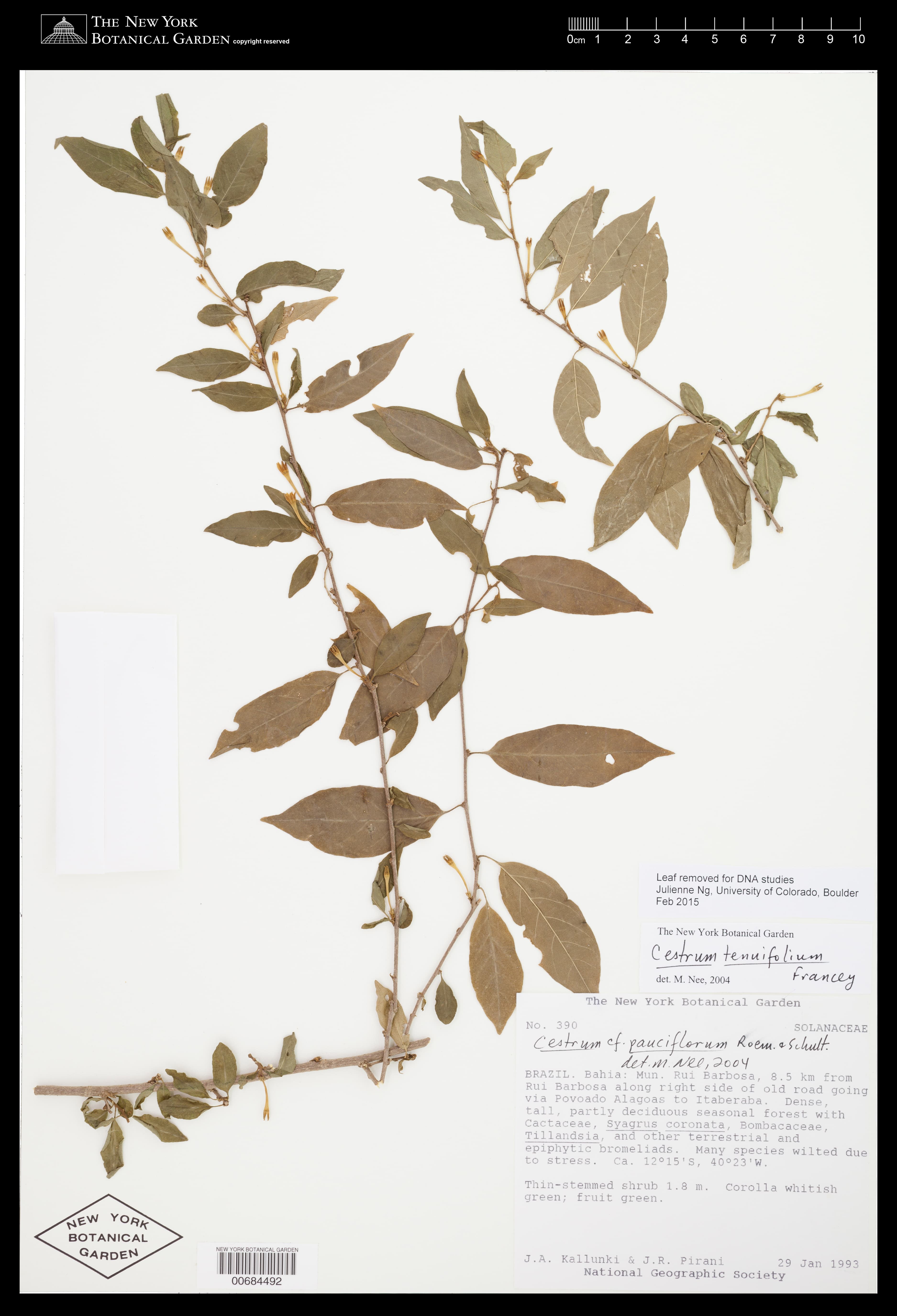 Cestrum pauciflorum