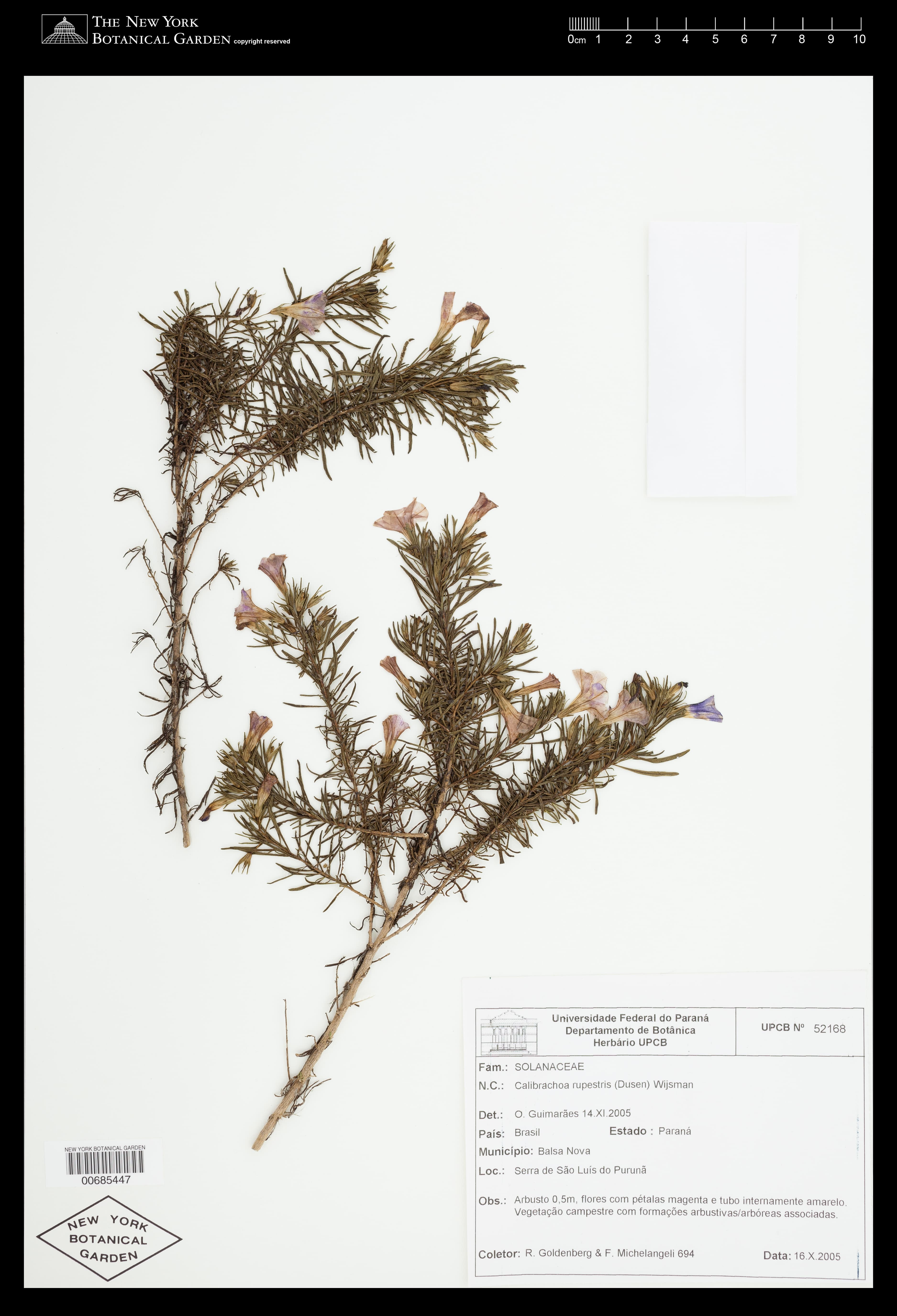 Calibrachoa rupestris